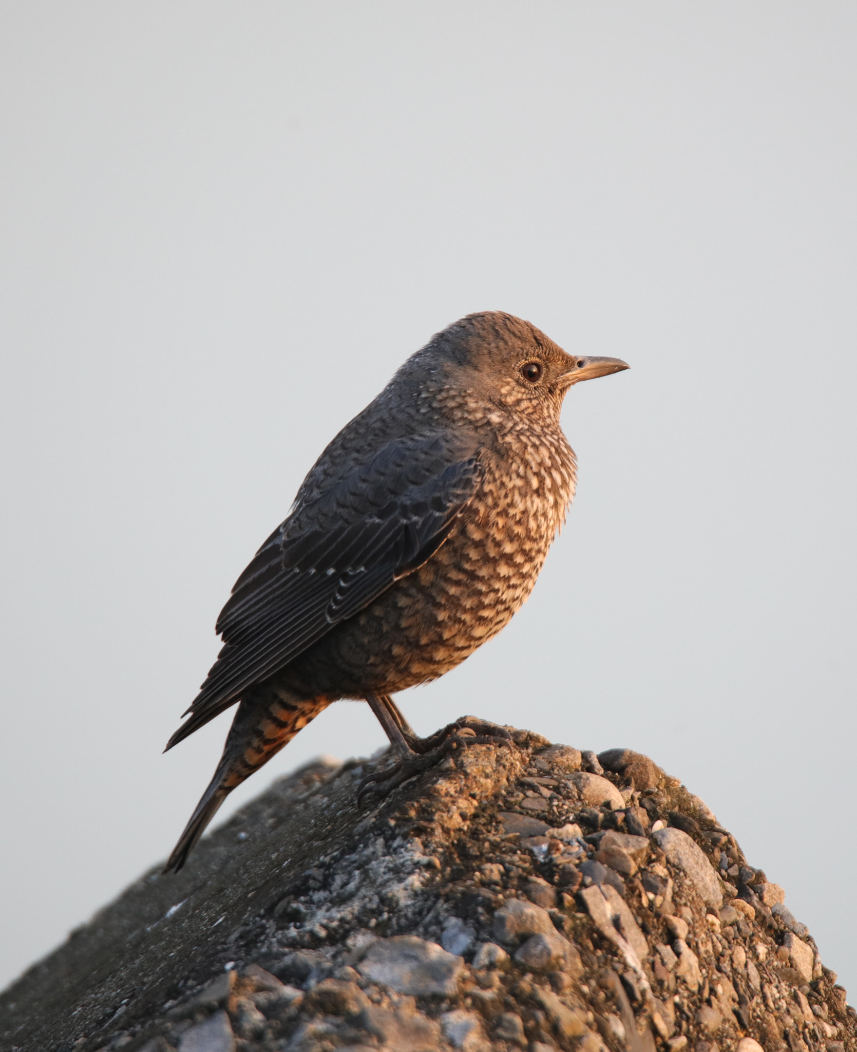 Tamron SP 150-600mm F5-6.3 Di VC USD sample photo. Blue rock thrush photography