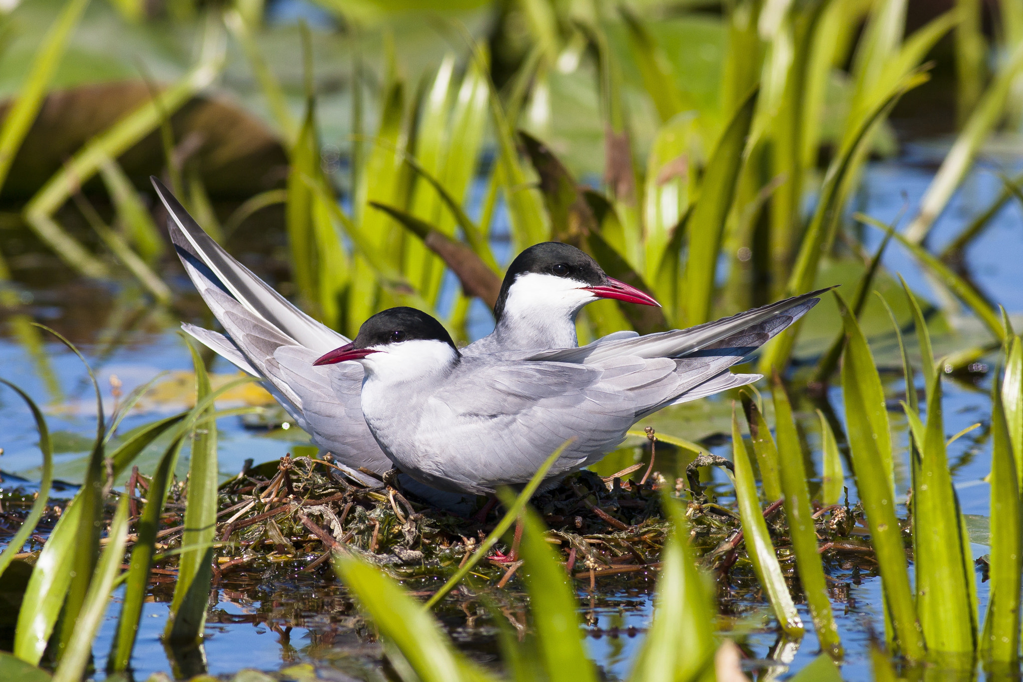 Canon EOS 40D + Canon EF 400mm F5.6L USM sample photo. Whiskered terns on nest photography