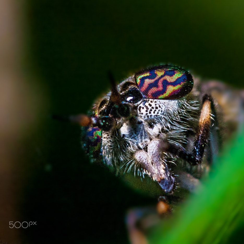 Sigma APO Macro 150mm f/2.8 EX DG HSM sample photo. Horse fly on a leaf photography