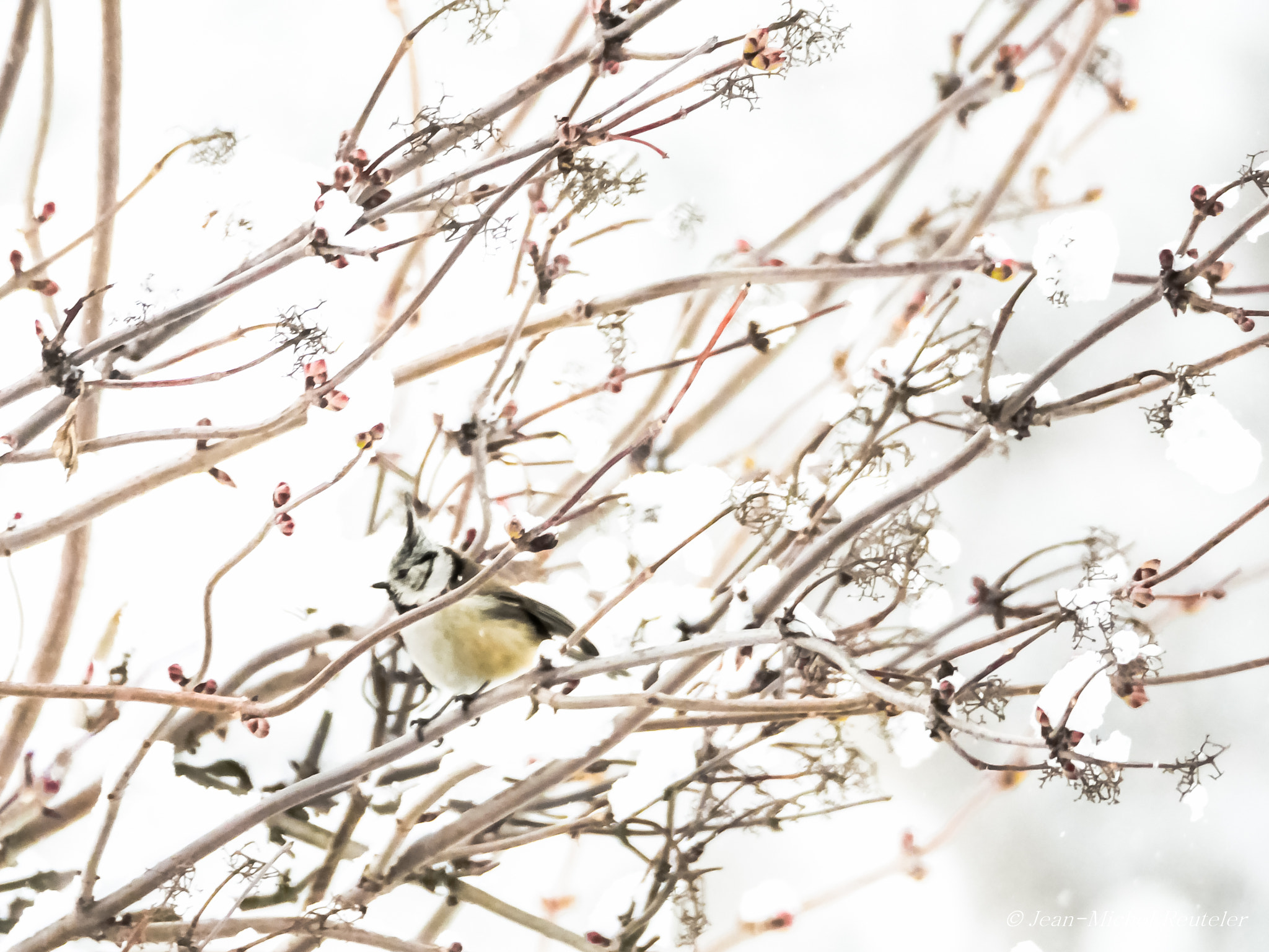 Panasonic Lumix DMC-GX8 sample photo. Entre neige et bourgeons photography