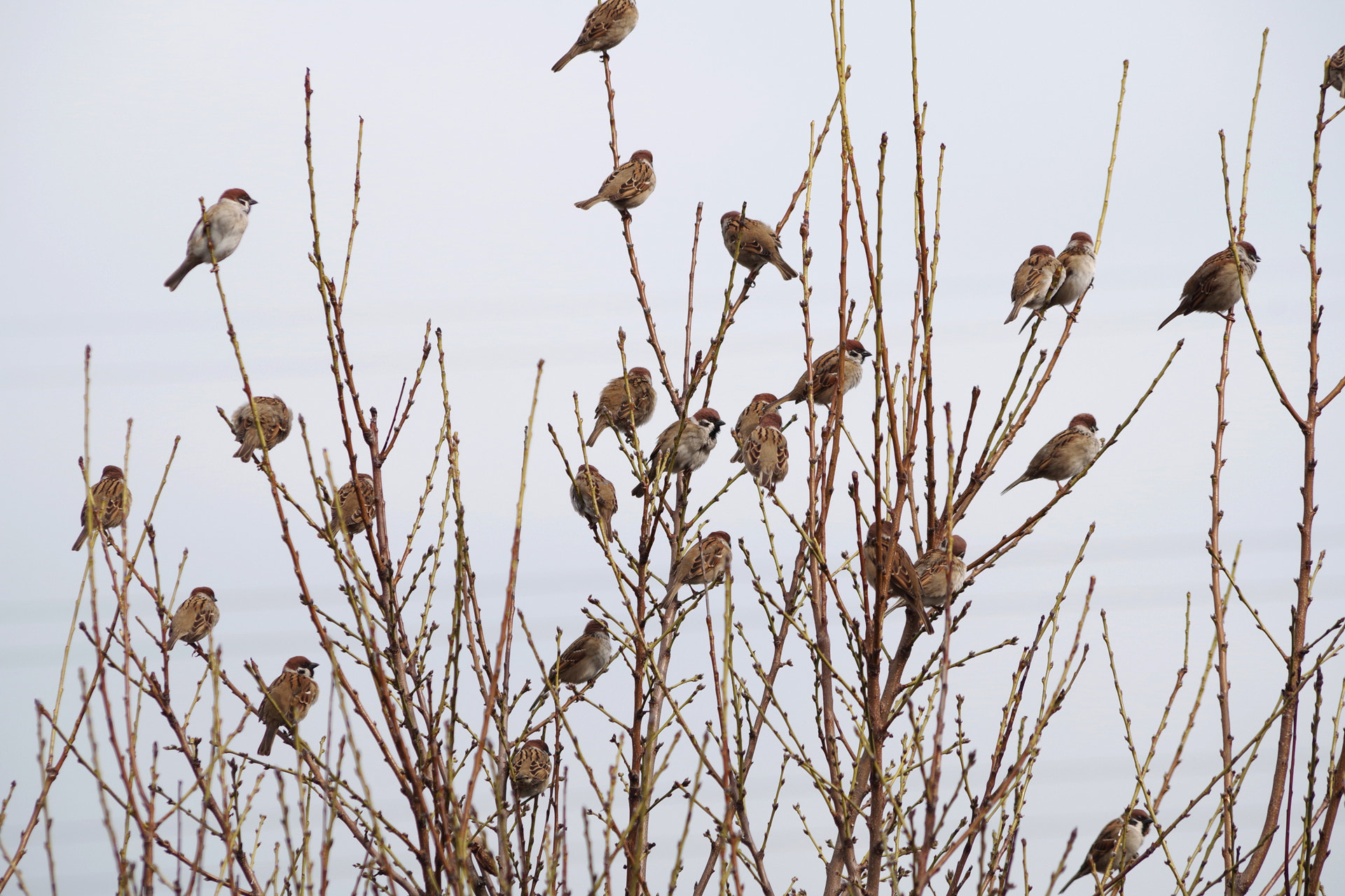 HD Pentax DA 55-300mm F4.0-5.8 ED WR sample photo. Sparrows (スズメ) photography