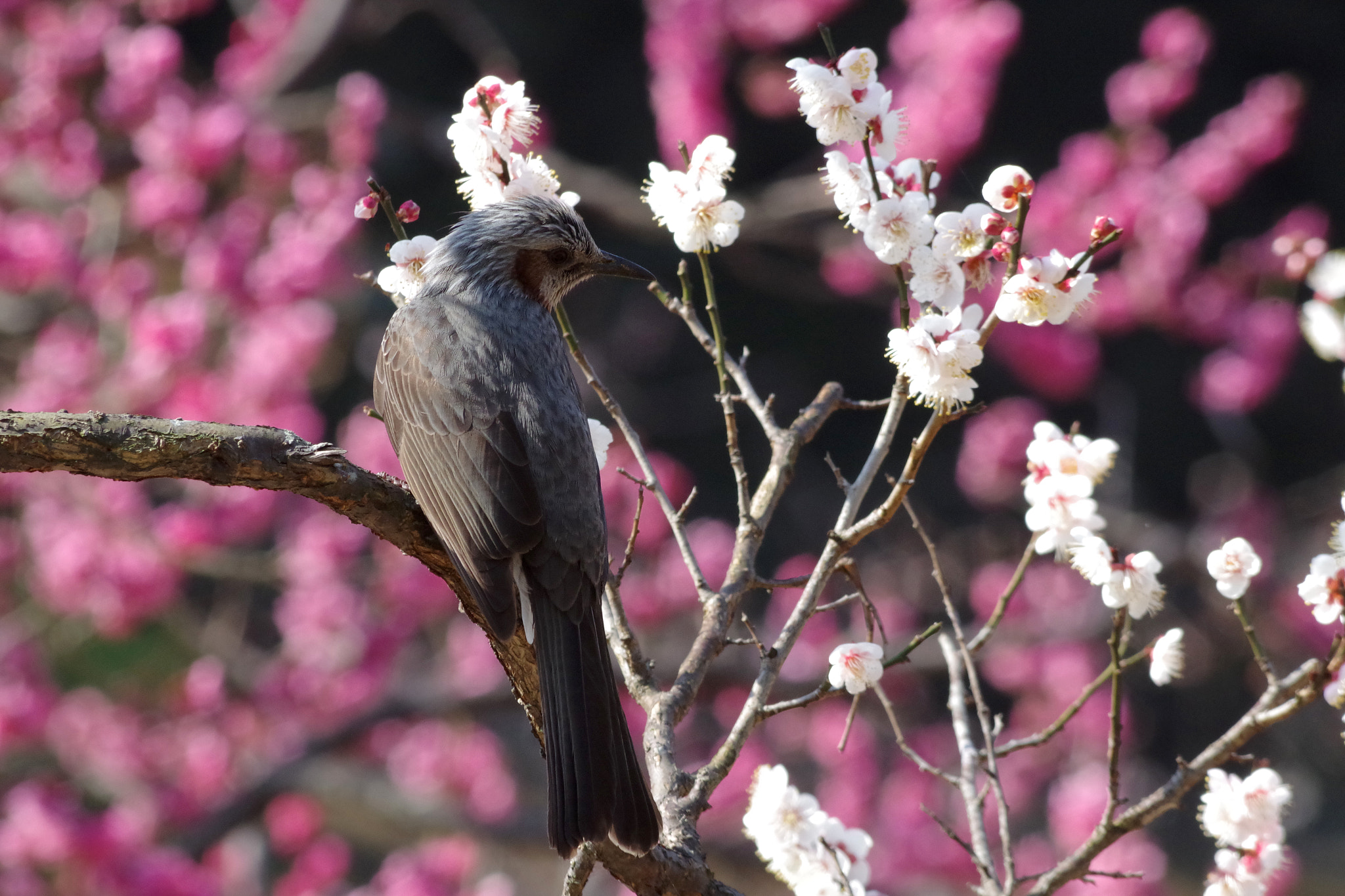 HD Pentax DA 55-300mm F4.0-5.8 ED WR sample photo. Prunus mume and bird photography