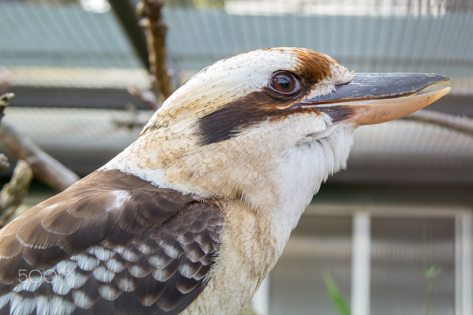 Samsung NX300 + Samsung NX 45mm F1.8 sample photo. Laughing kookaburra photography