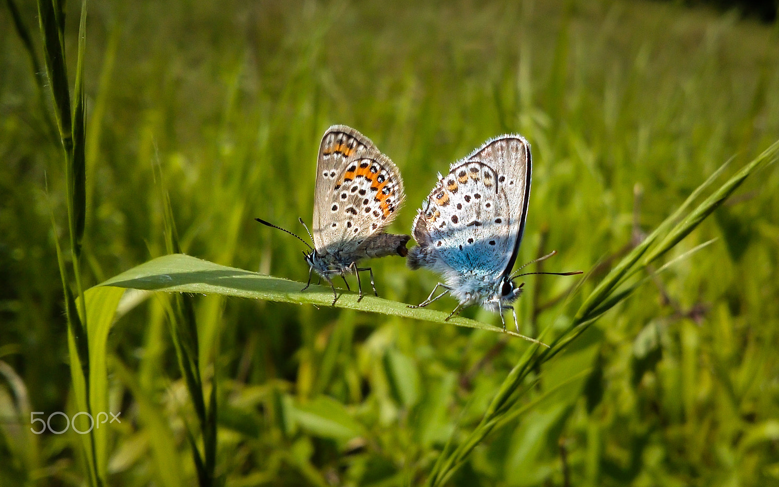 LG Optimus 4X HD sample photo. Butterfly love. photography