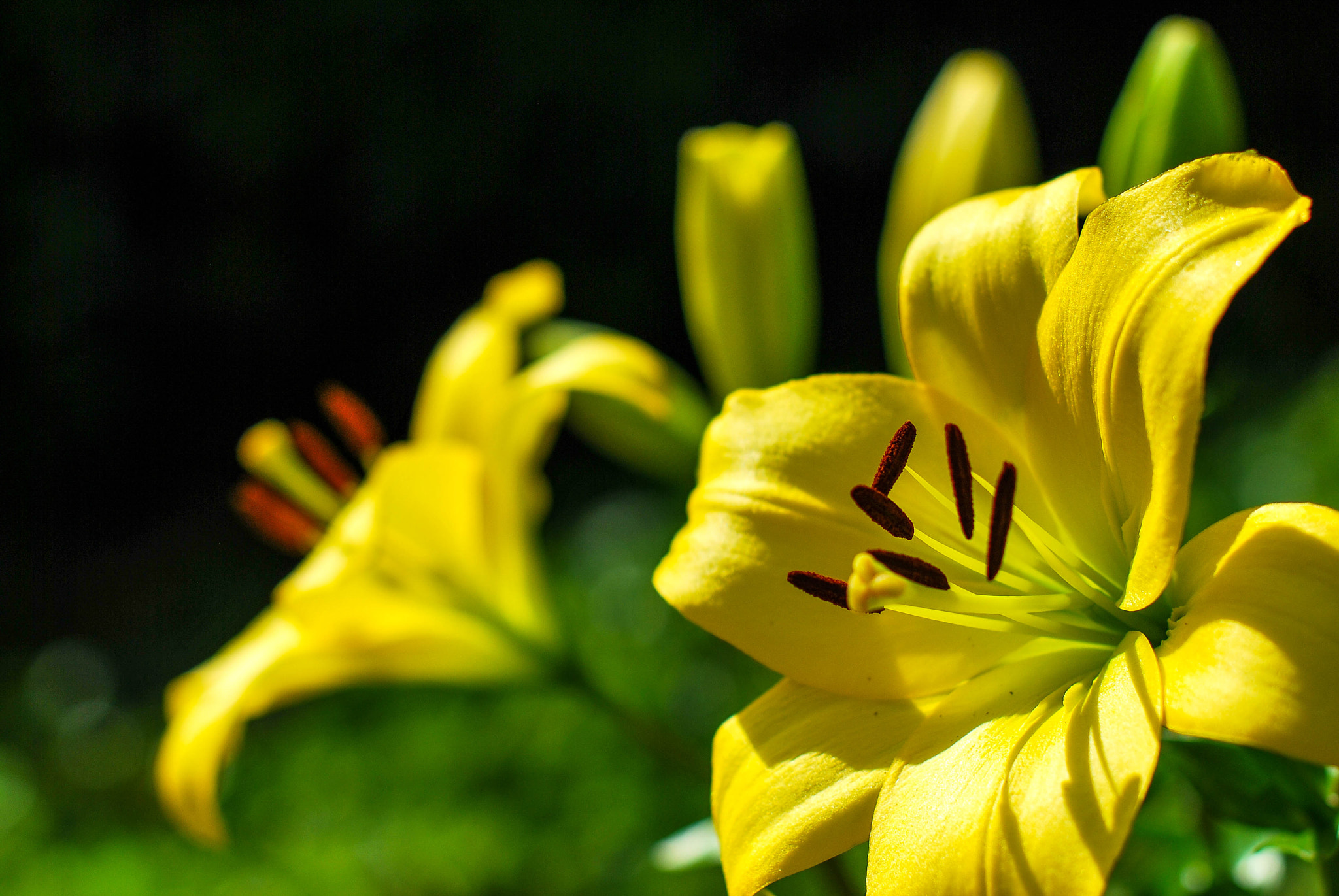 Nikon D60 + Nikon AF-S Nikkor 50mm F1.4G sample photo. Yellow tulips photography