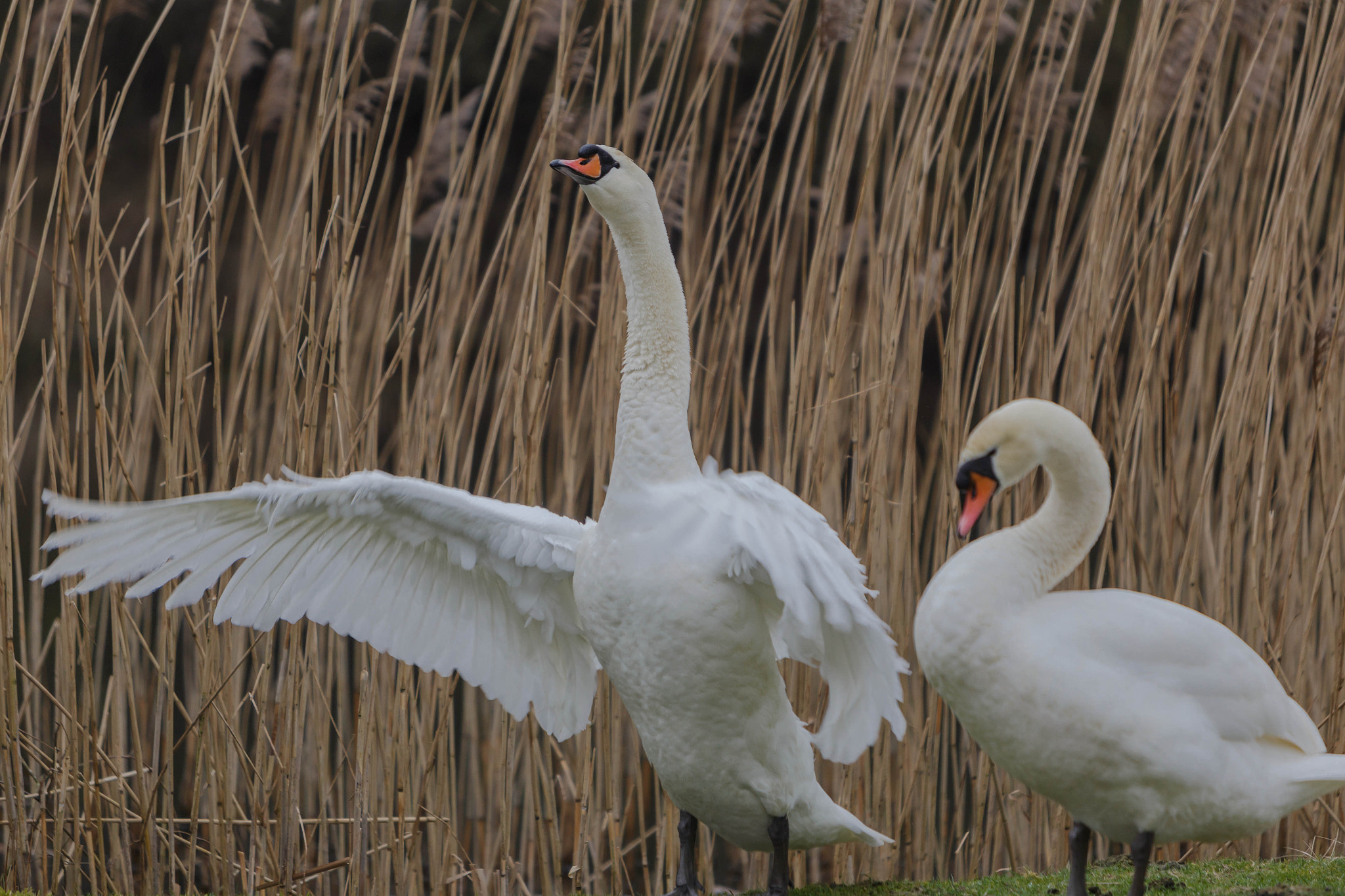 Canon EF 70-200mm F2.8L IS USM sample photo. De knobbelzwaan (cygnus olor) photography