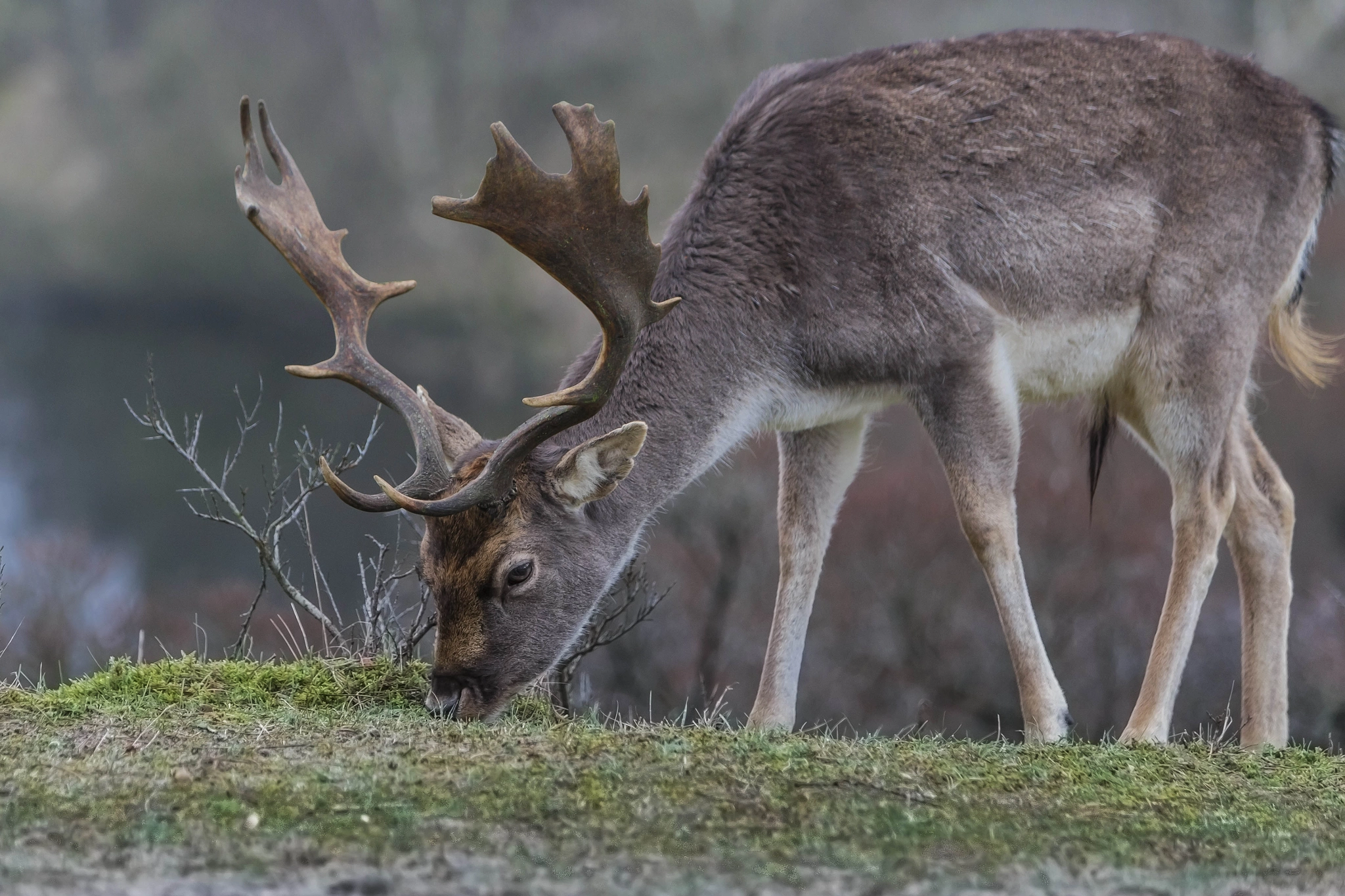 Canon EF 70-200mm F2.8L IS USM sample photo. Deer (dama dama) photography