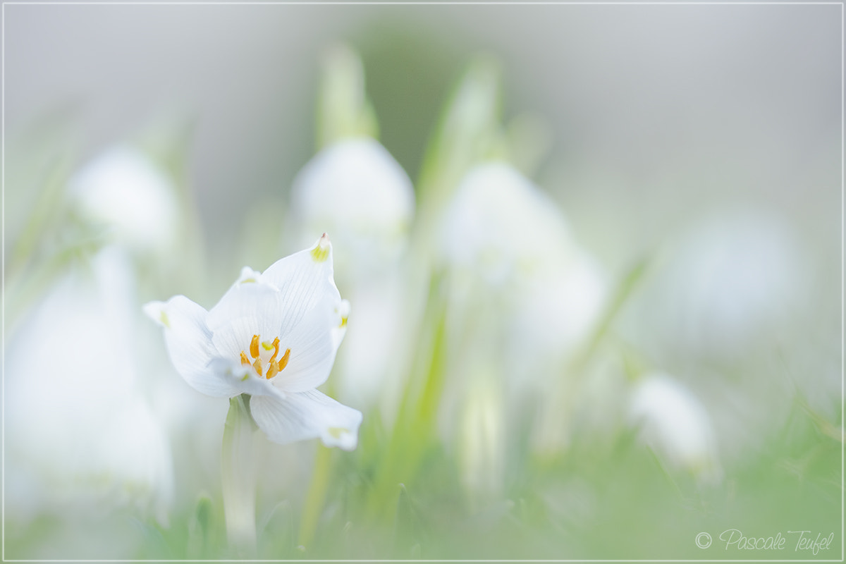 Sigma 150mm F2.8 EX DG Macro HSM sample photo. What is coming from up there? photography