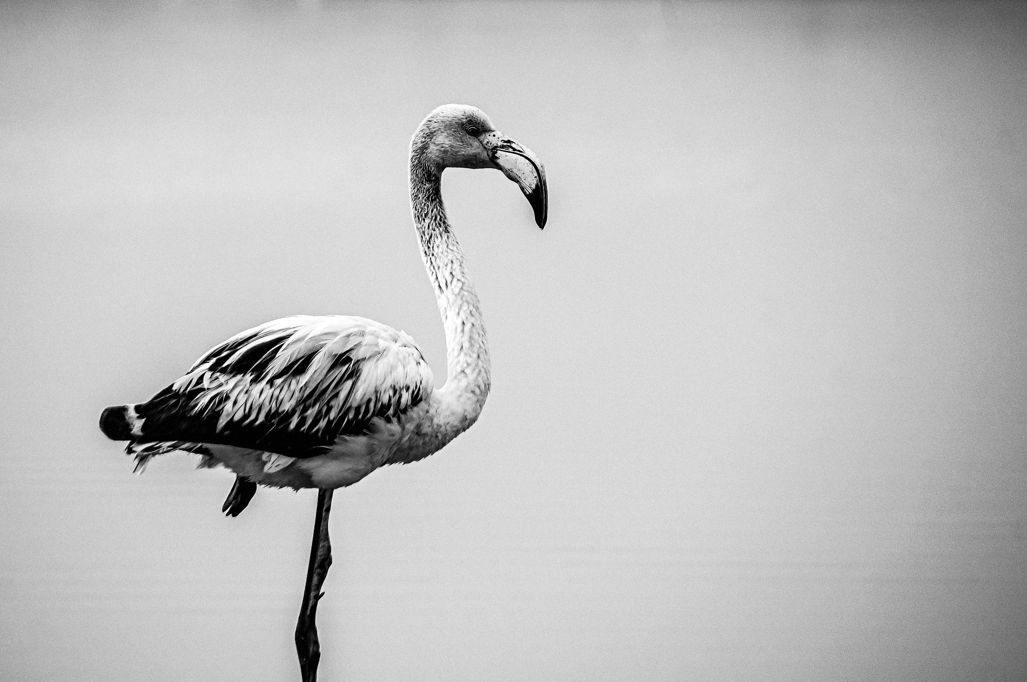 Sony SLT-A55 (SLT-A55V) + Sigma 18-250mm F3.5-6.3 DC OS HSM sample photo. Portrait of a flamingo photography
