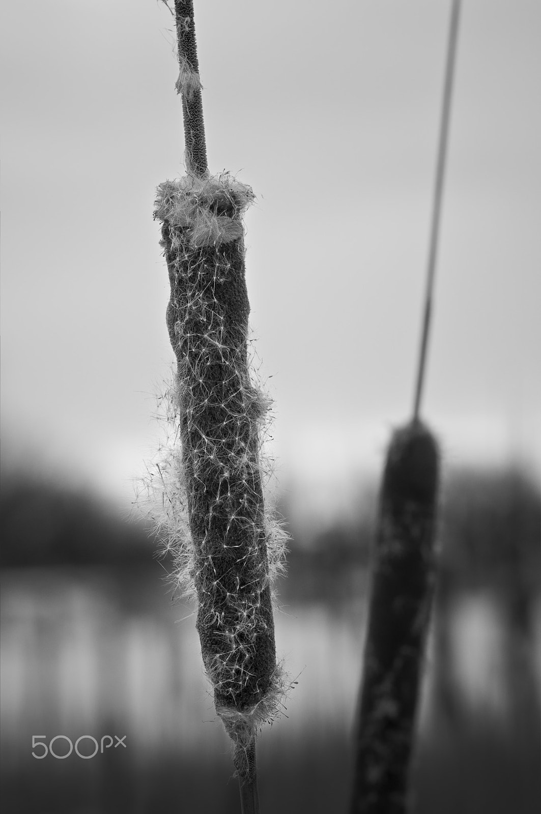 Nikon D5000 + Tamron SP 90mm F2.8 Di VC USD 1:1 Macro (F004) sample photo. Amongst the cattails photography