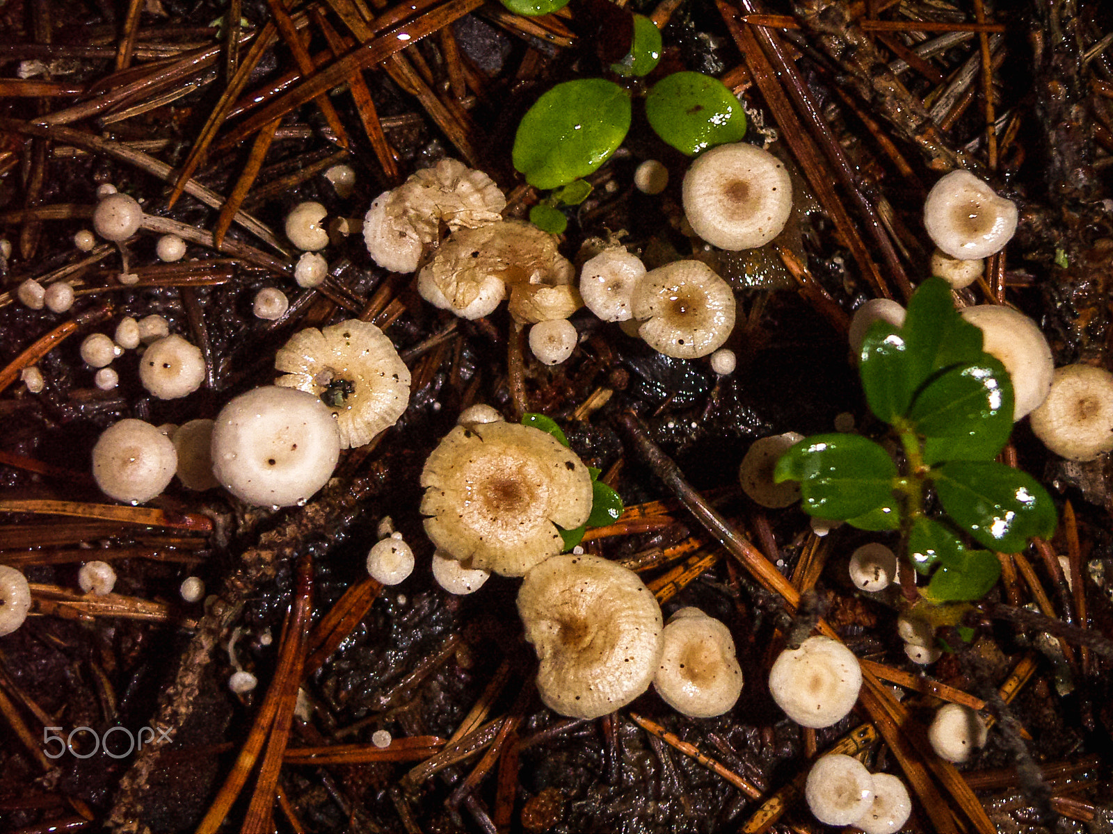 KONICA MINOLTA DiMAGE X31 sample photo. Small toadstool mushrooms photography