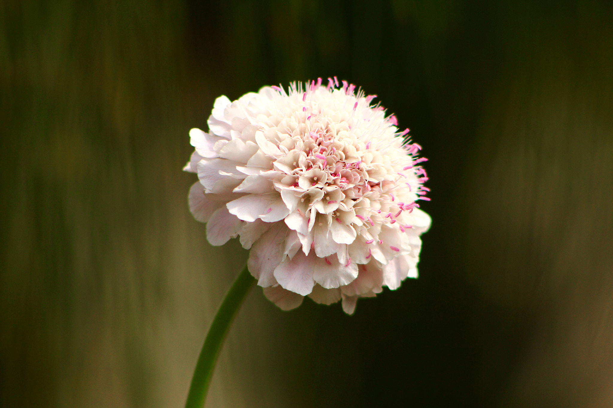 Canon EF 100-300mm F4.5-5.6 USM sample photo. Fiore photography