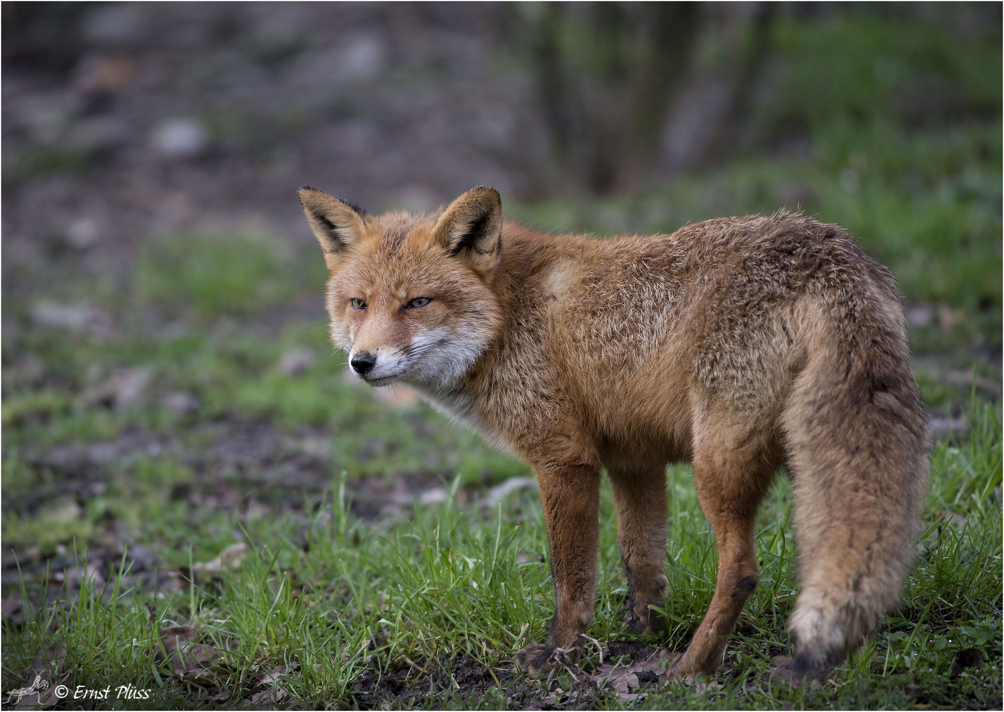 Nikon D4 sample photo. Red fox photography
