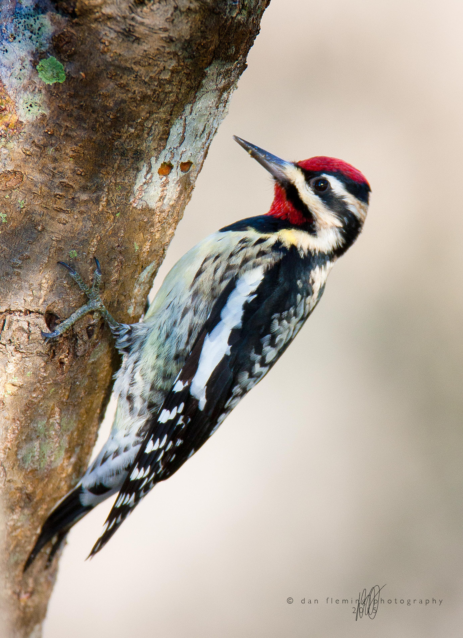 Canon EF 600mm f/4L IS sample photo. Pecking away photography
