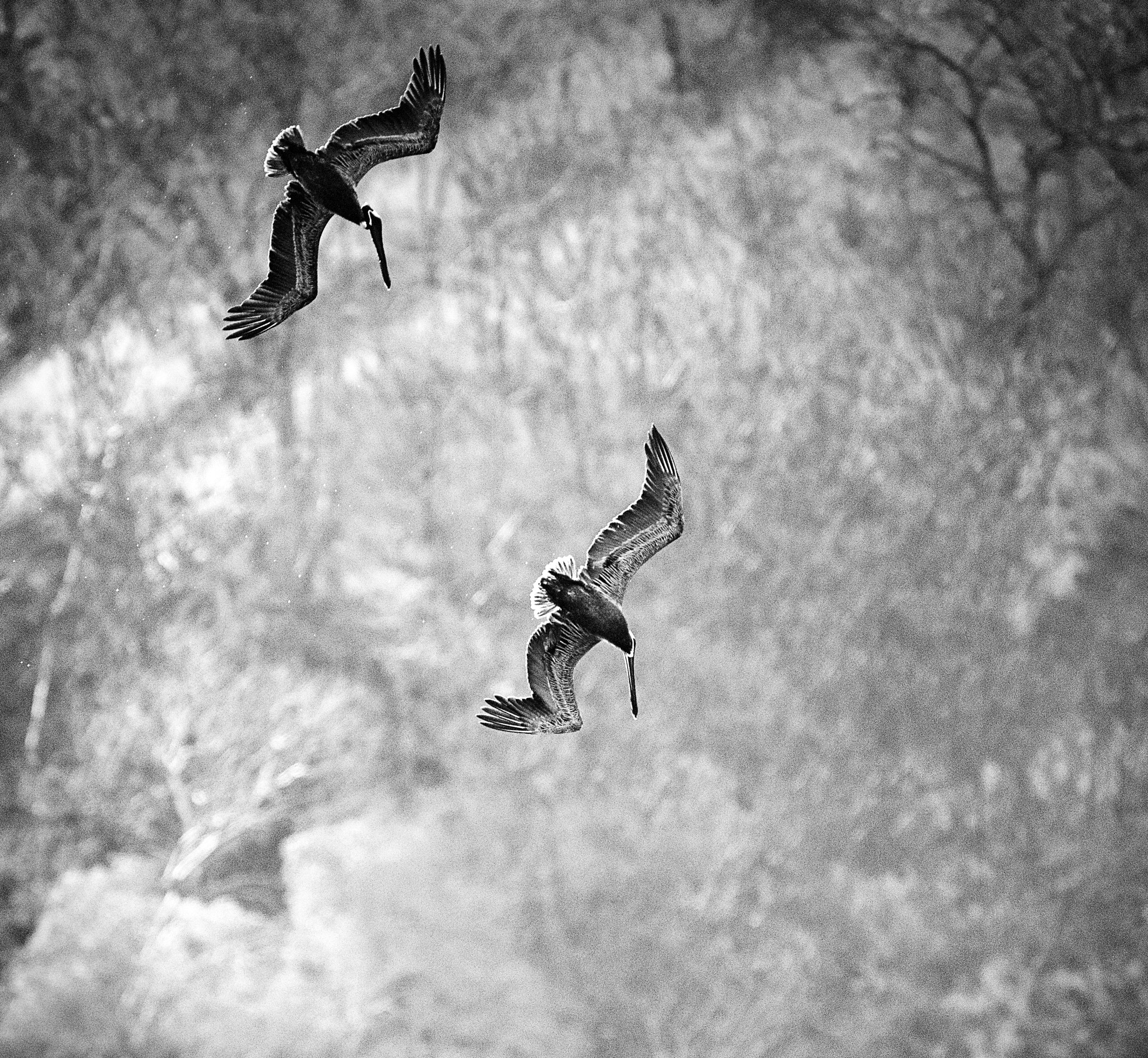 Nikon D3X sample photo. Pelican's ballet photography
