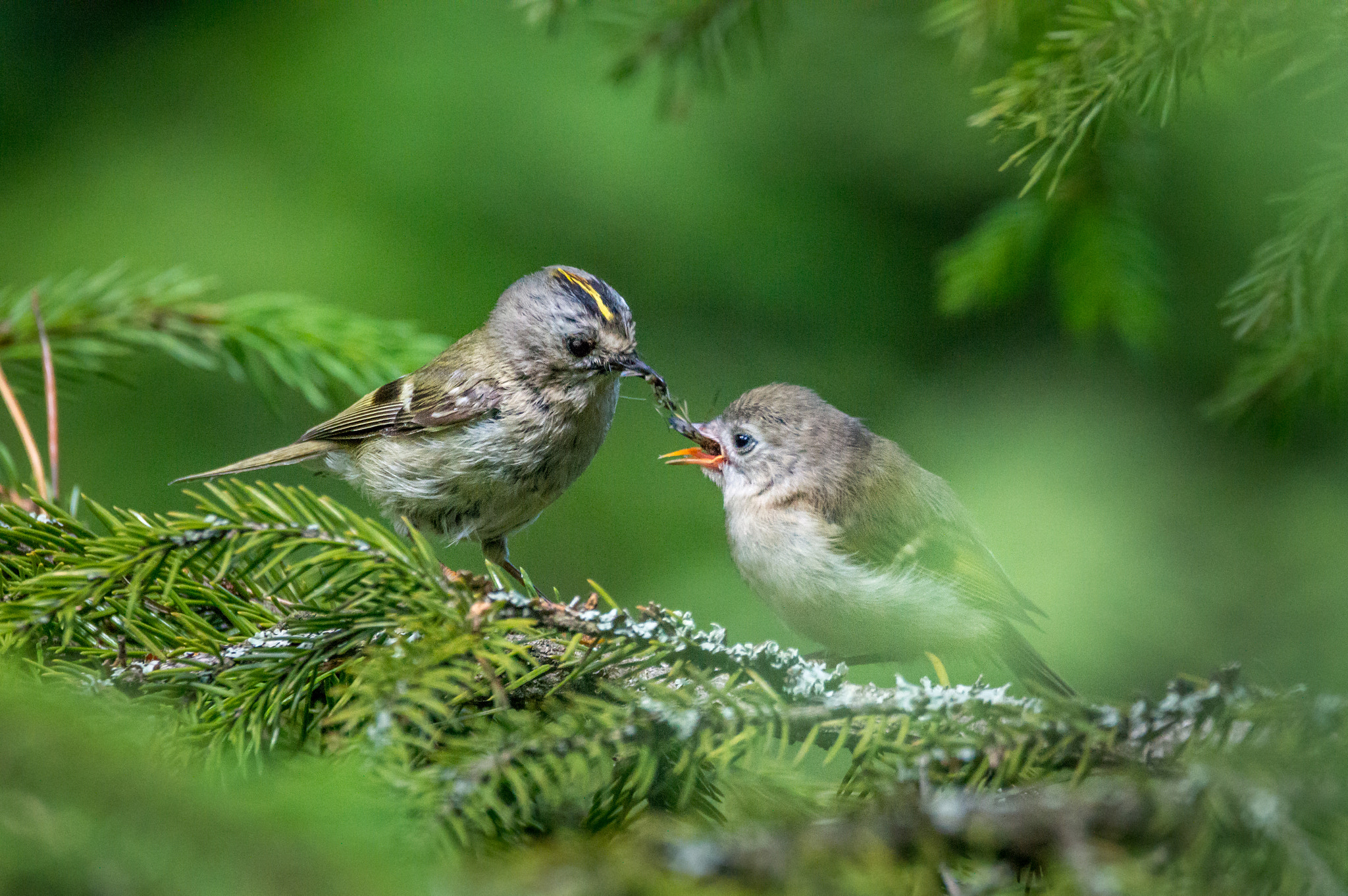 Sigma 150-600mm F5-6.3 DG OS HSM | C sample photo. Goldcrest feeding time photography
