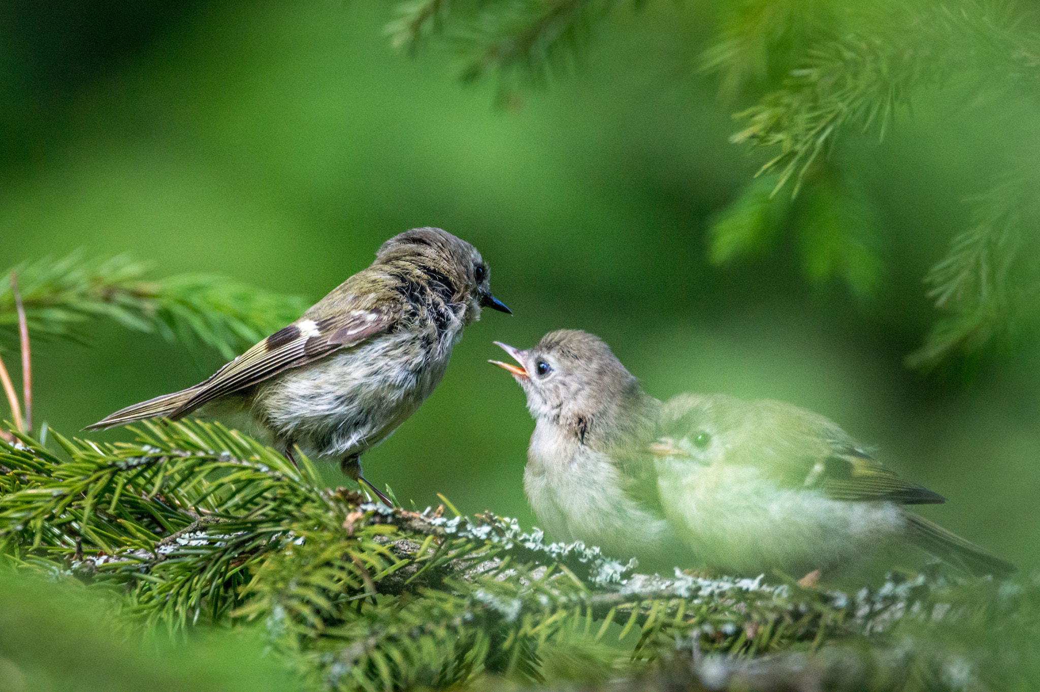 Sigma 150-600mm F5-6.3 DG OS HSM | C sample photo. Goldcrest family photography
