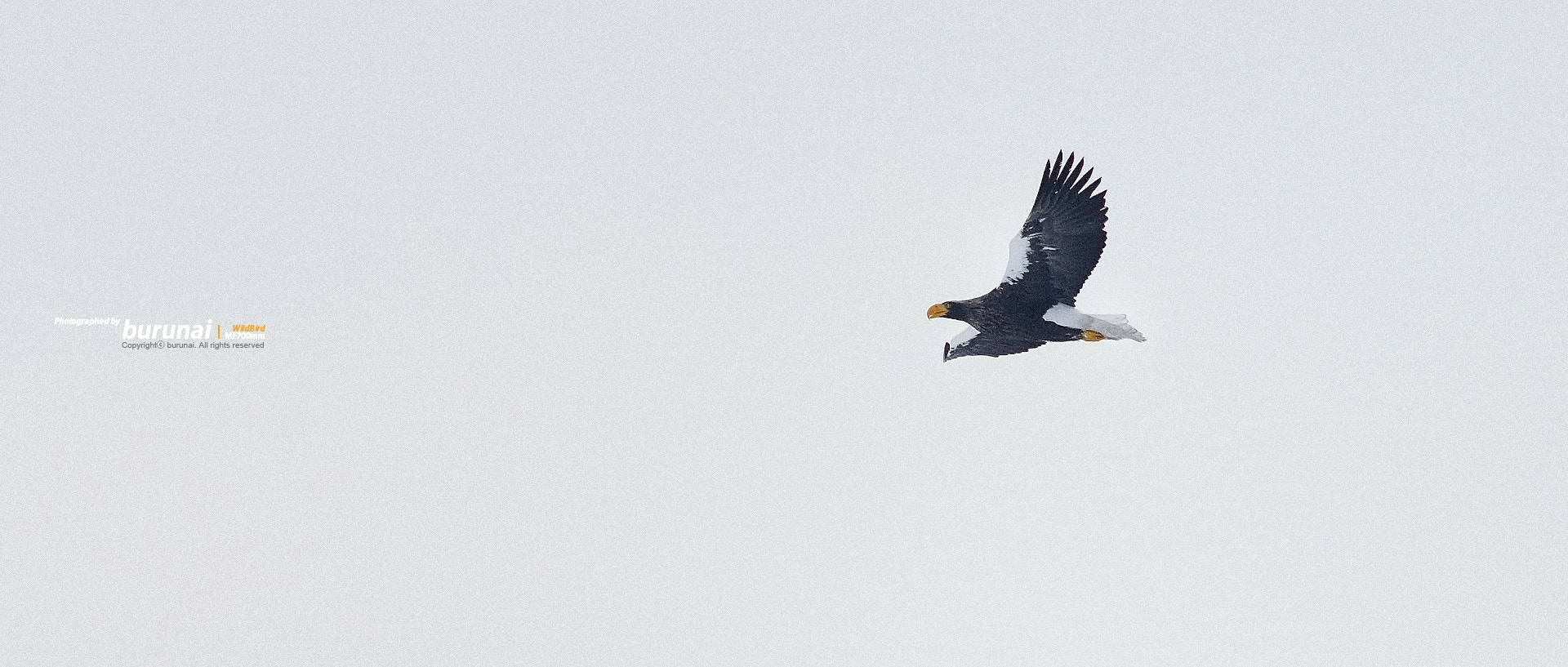 Nikon D800 + Nikkor 500mm f/4 P ED IF sample photo. Steller's sea-eagle flying above a snowy field photography