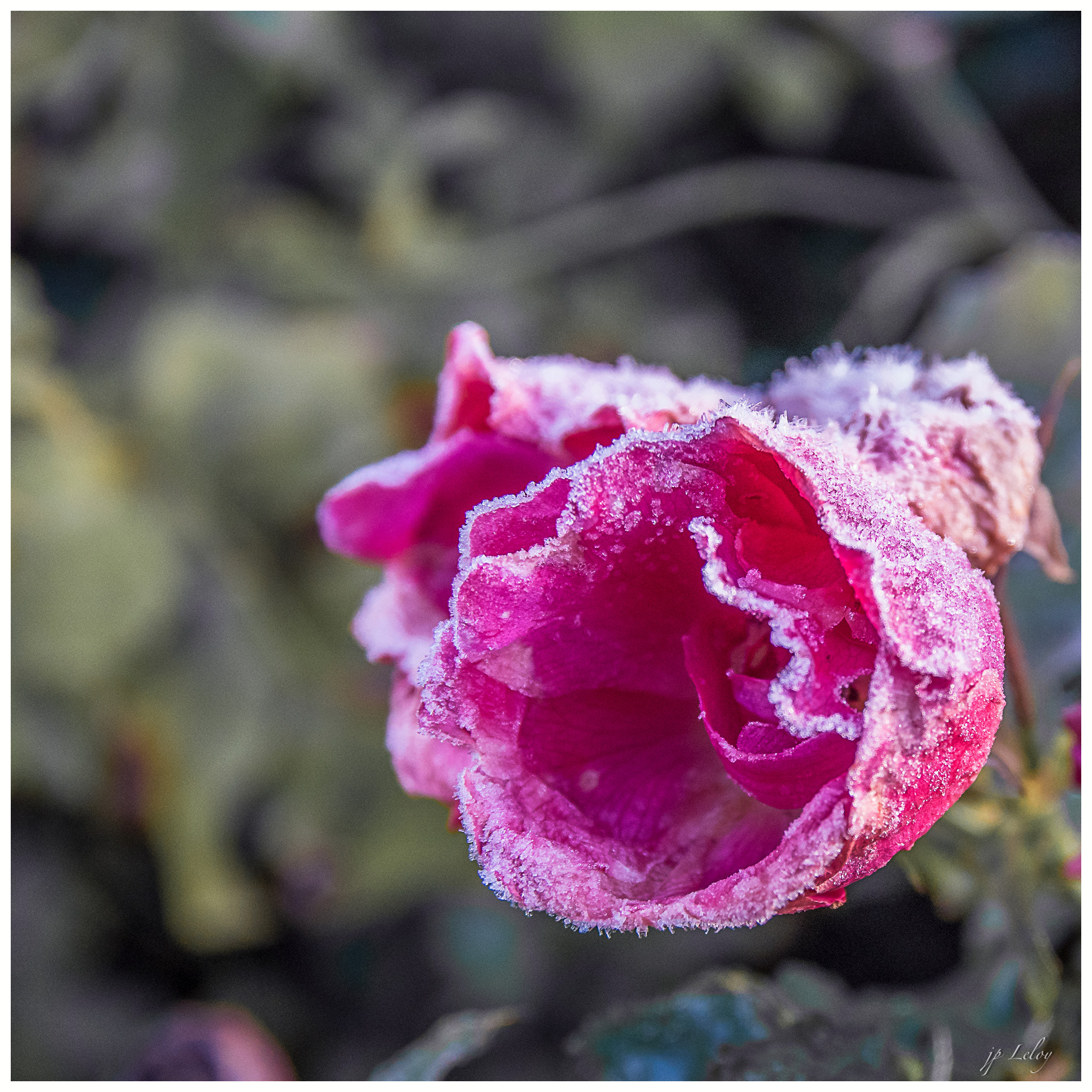 Sigma 17-70mm F2.8-4 DC Macro HSM sample photo. Coup de froid photography