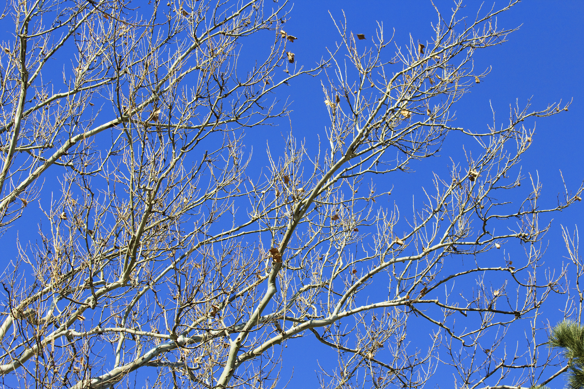 Canon EF 70-300mm F4-5.6 IS USM sample photo. Contrast photography