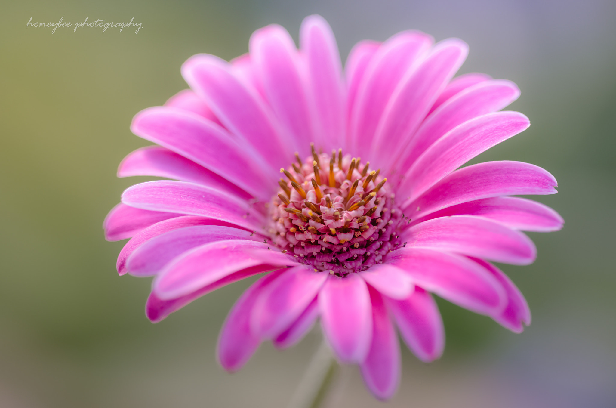 Sigma 150mm F2.8 EX DG OS Macro HSM sample photo. Cheerfulness photography