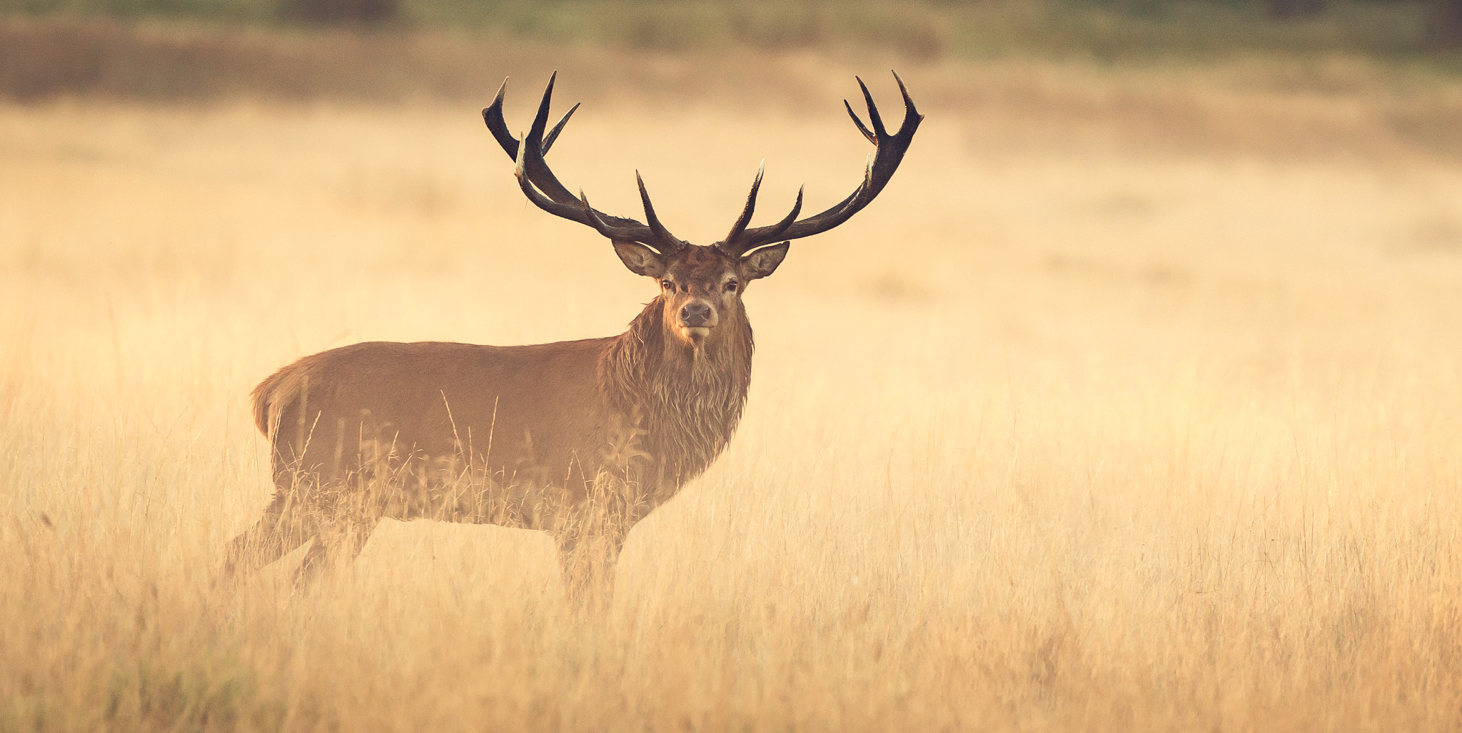 Canon EF 300mm F2.8L IS USM sample photo. Big red photography