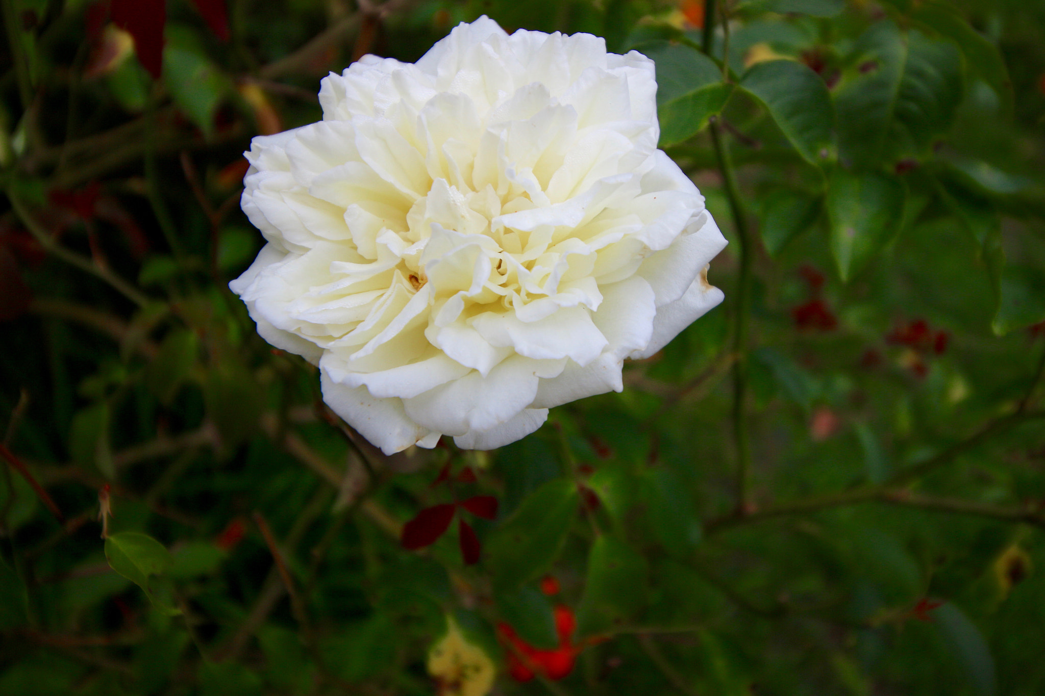 Canon EF-S 10-18mm F4.5–5.6 IS STM sample photo. Soft white photography
