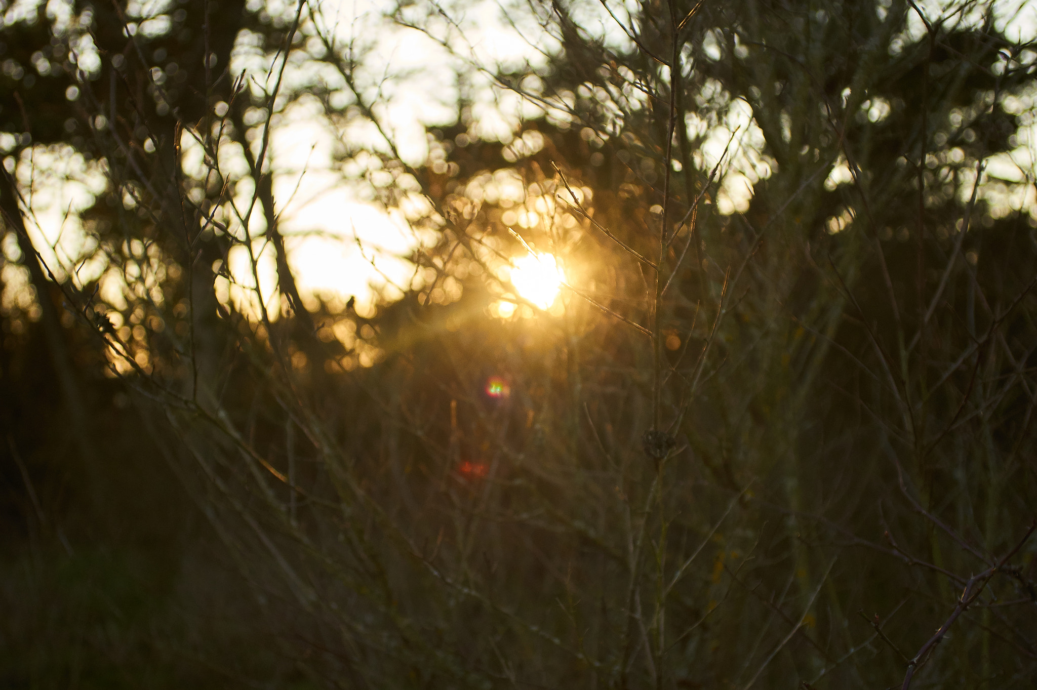 Sony SLT-A33 + 35-70mm F4 sample photo. Warm sun on a field photography