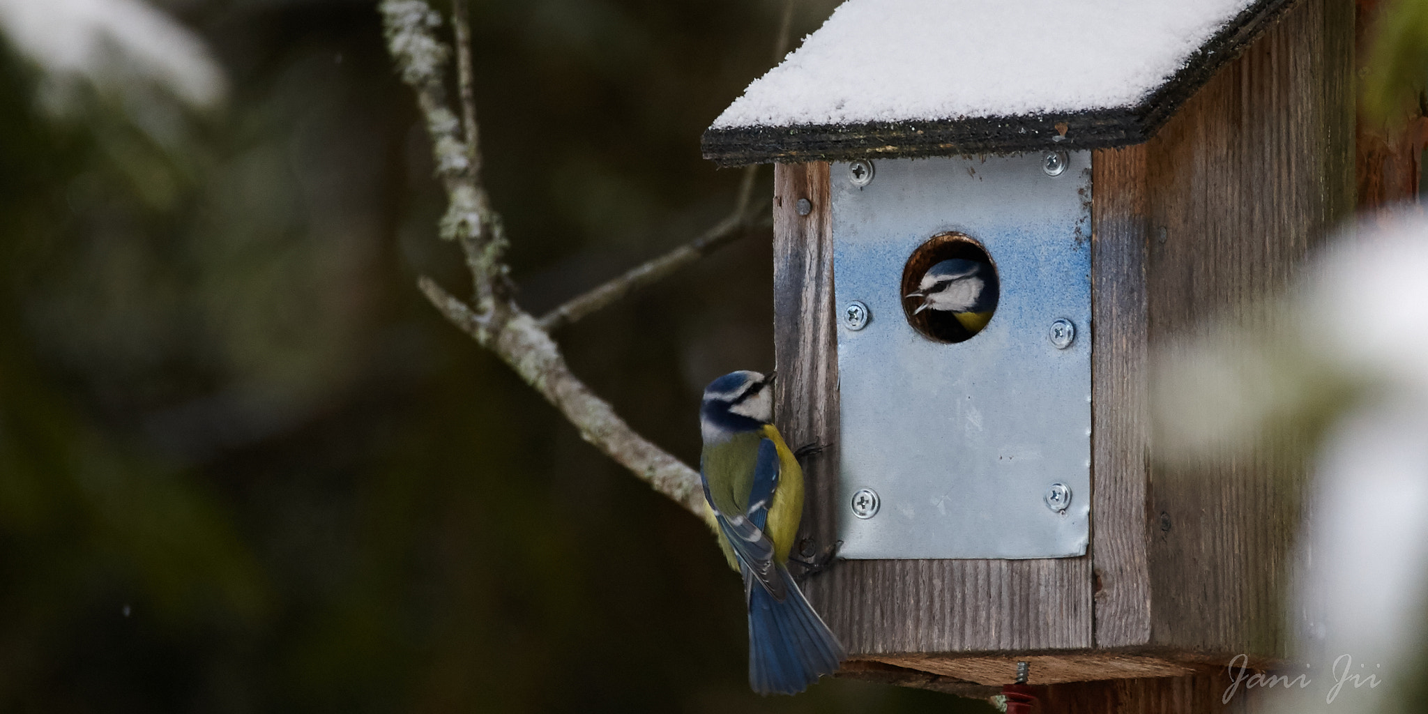 Canon EOS-1D Mark III sample photo. Who is the boss? photography