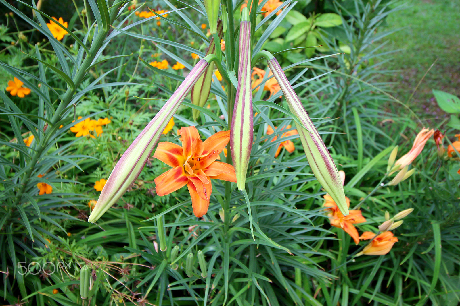 Canon EF-S 10-18mm F4.5–5.6 IS STM sample photo. Closed lilies... photography
