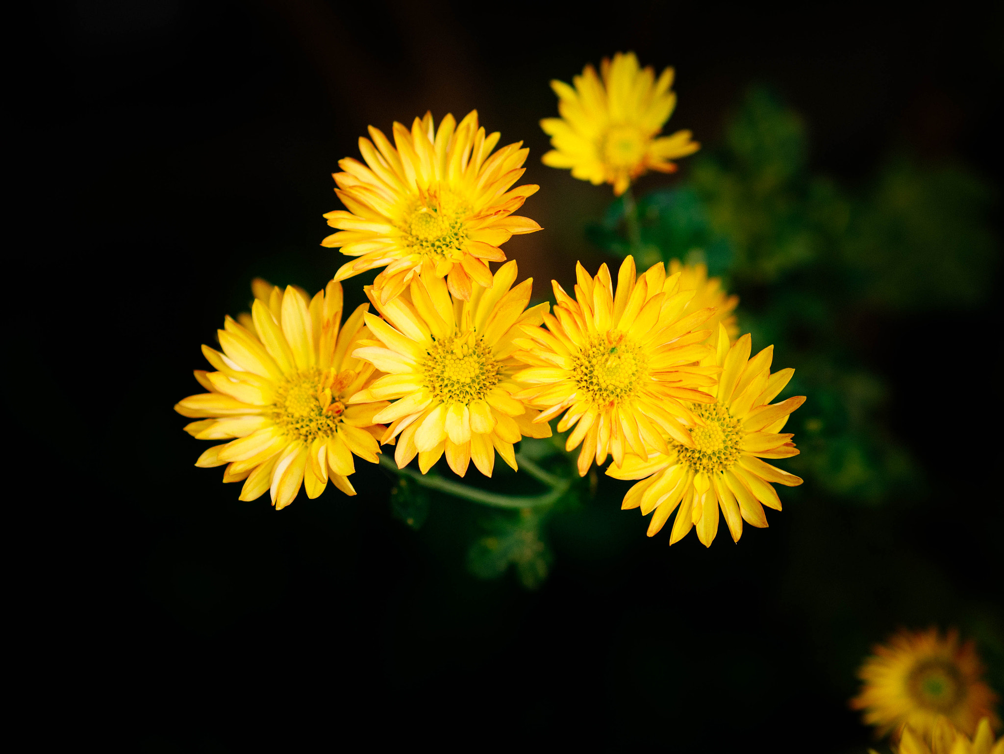 Panasonic Lumix DMC-GM1 + Olympus M.Zuiko Digital 45mm F1.8 sample photo. Chrysanthemum photography