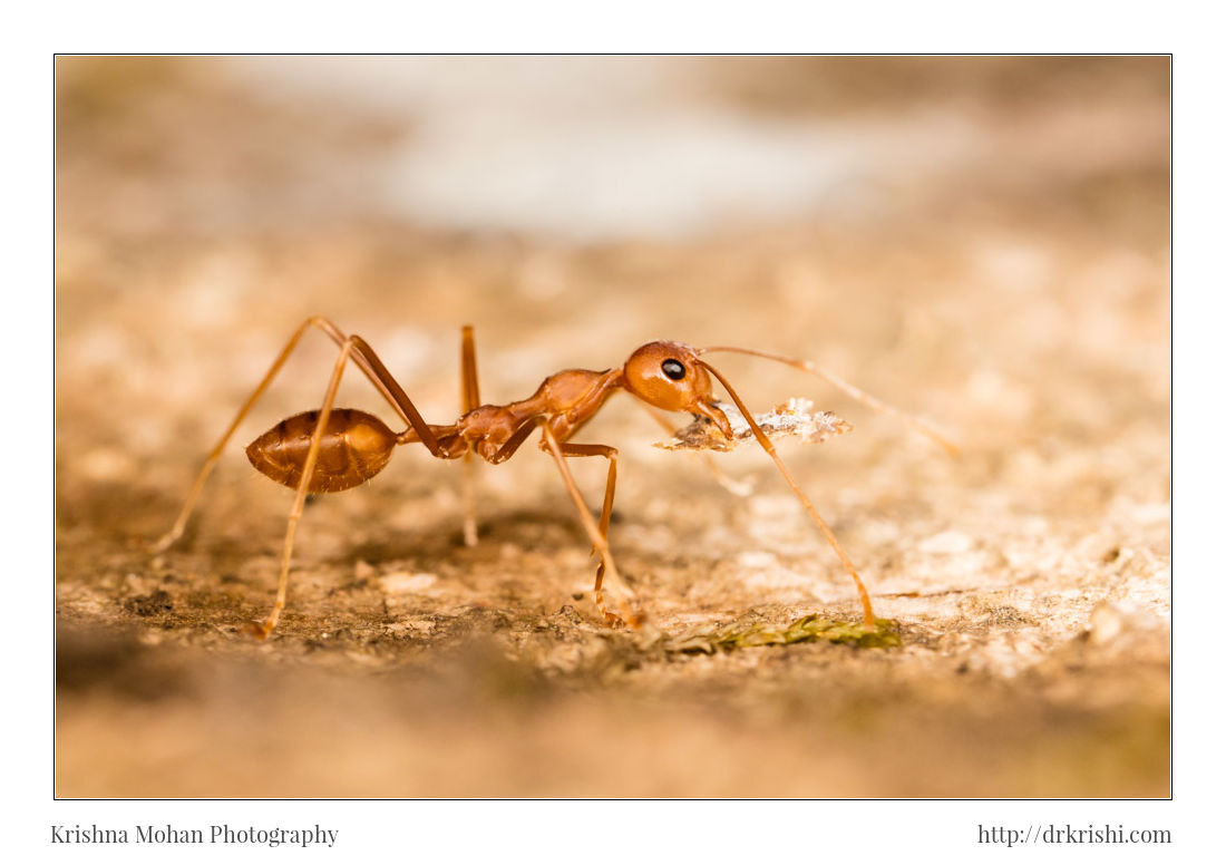 Canon EOS 5DS R + Canon MP-E 65mm F2.5 1-5x Macro Photo sample photo. Perfectly parallel with the weaver ant's body photography
