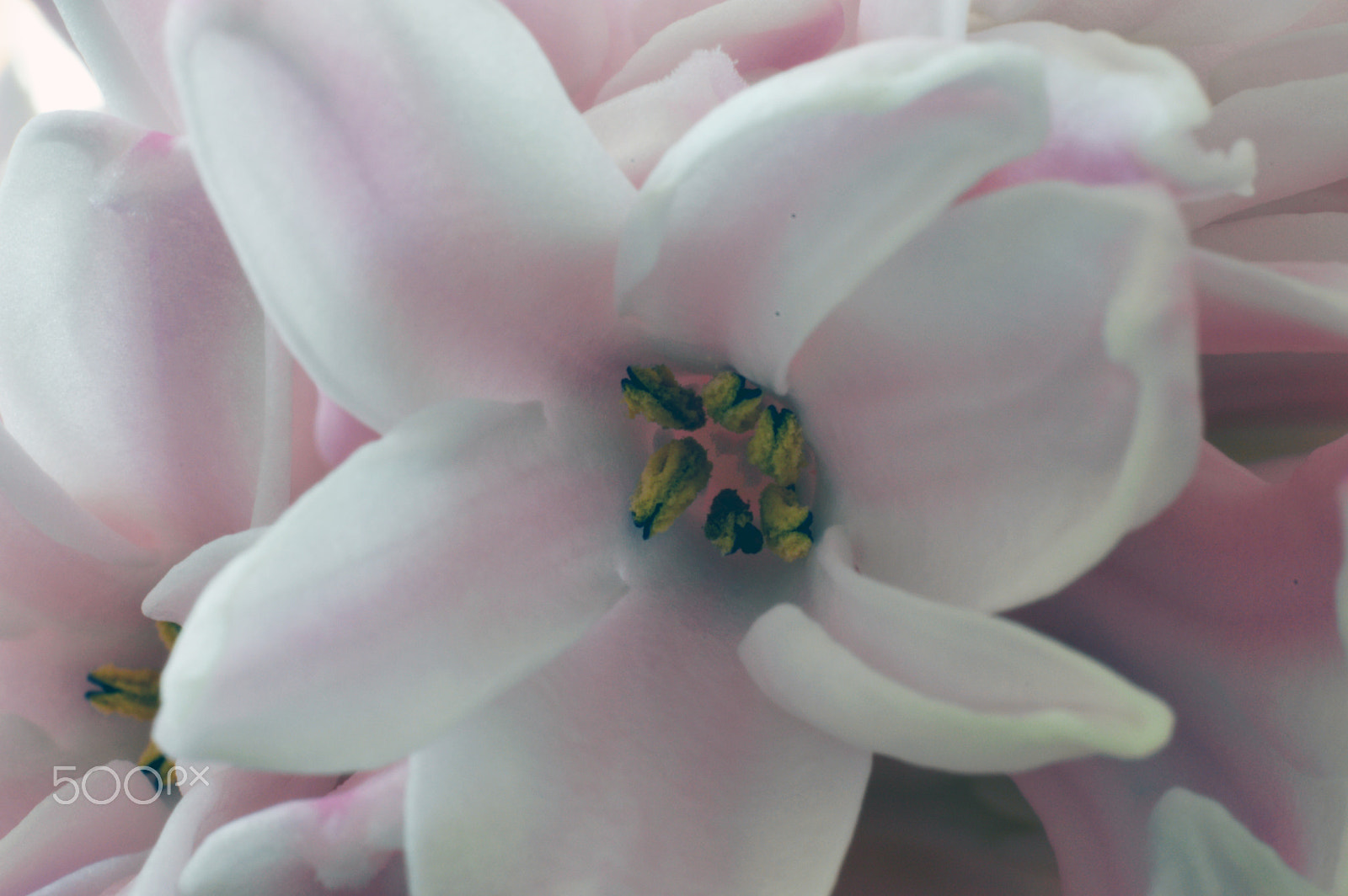 Nikon D3200 + AF Nikkor 50mm f/1.8 sample photo. Hyazinthe photography