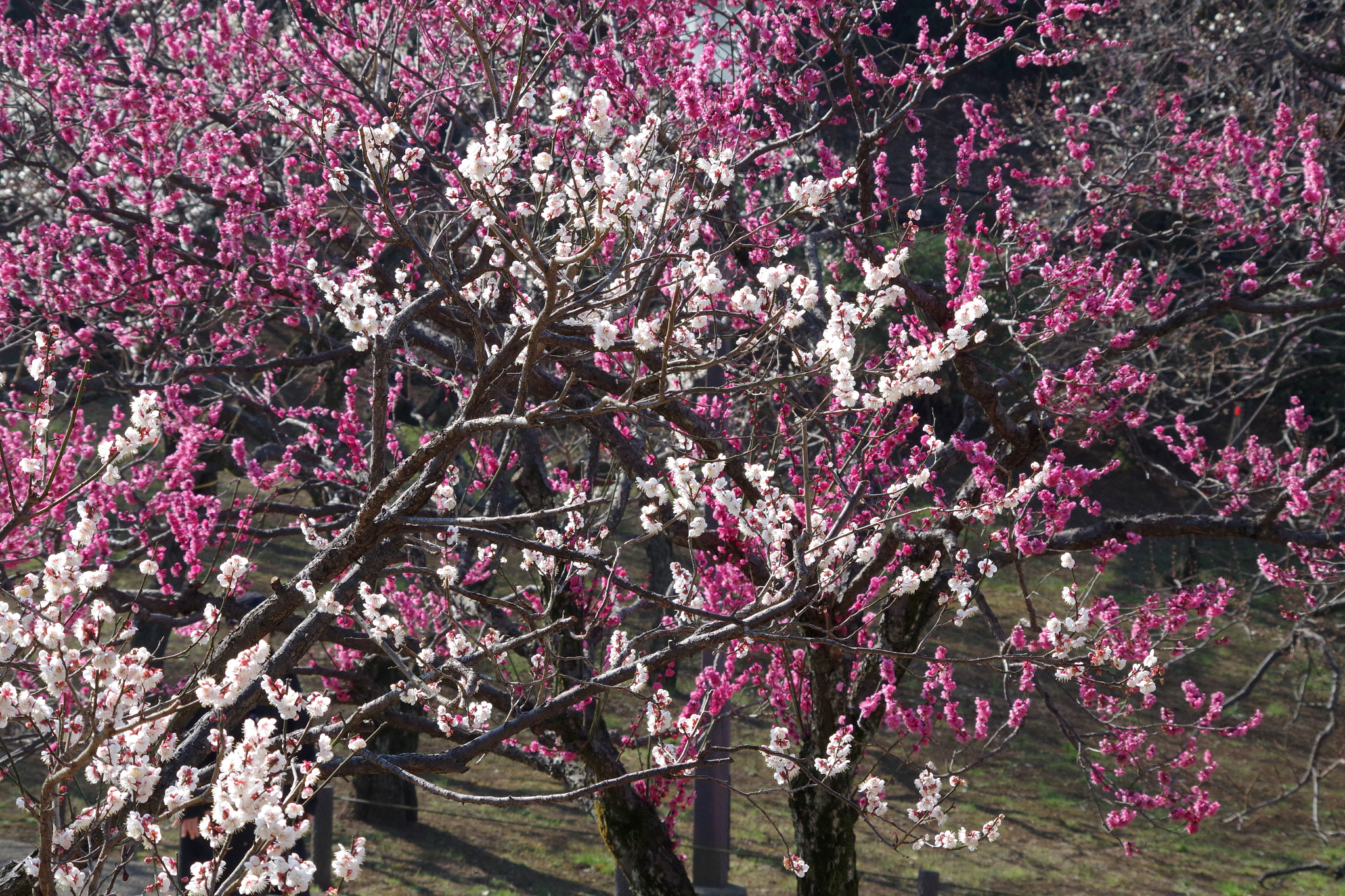HD Pentax DA 55-300mm F4.0-5.8 ED WR sample photo. Prunus mume (野梅,紅千鳥) photography