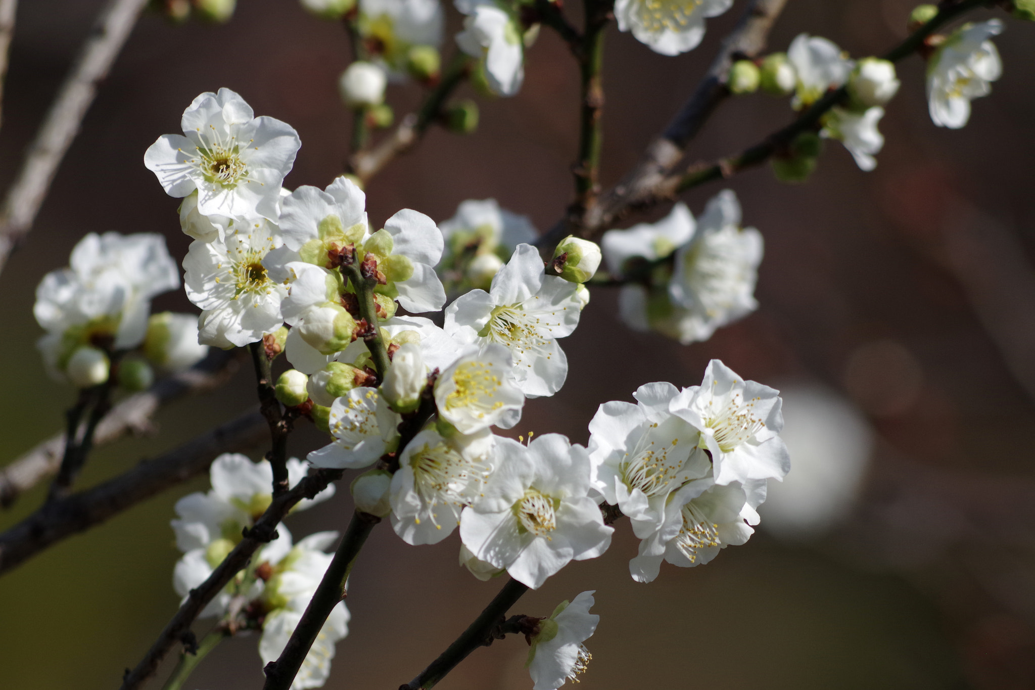 HD Pentax DA 55-300mm F4.0-5.8 ED WR sample photo. Prunus mume (月影) photography