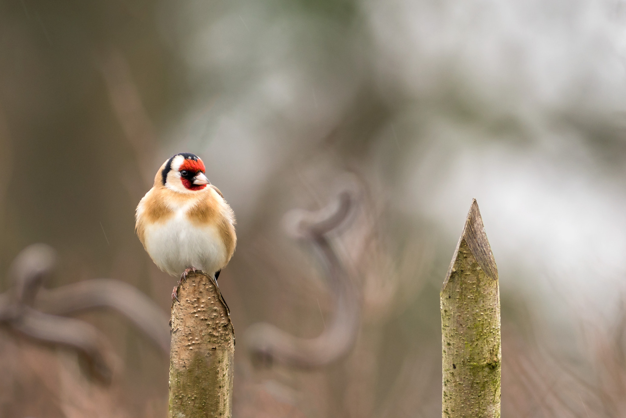 Sony a7R II + Canon EF 400mm F5.6L USM sample photo. Goldfinch photography