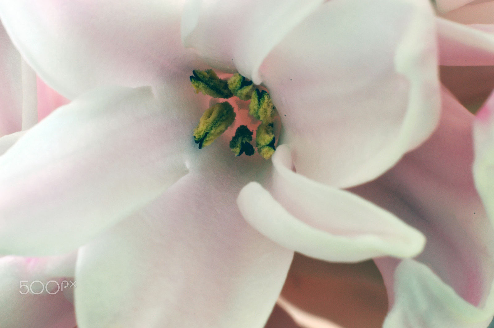 Nikon D3200 + AF Nikkor 50mm f/1.8 sample photo. Hyazintheblüte photography