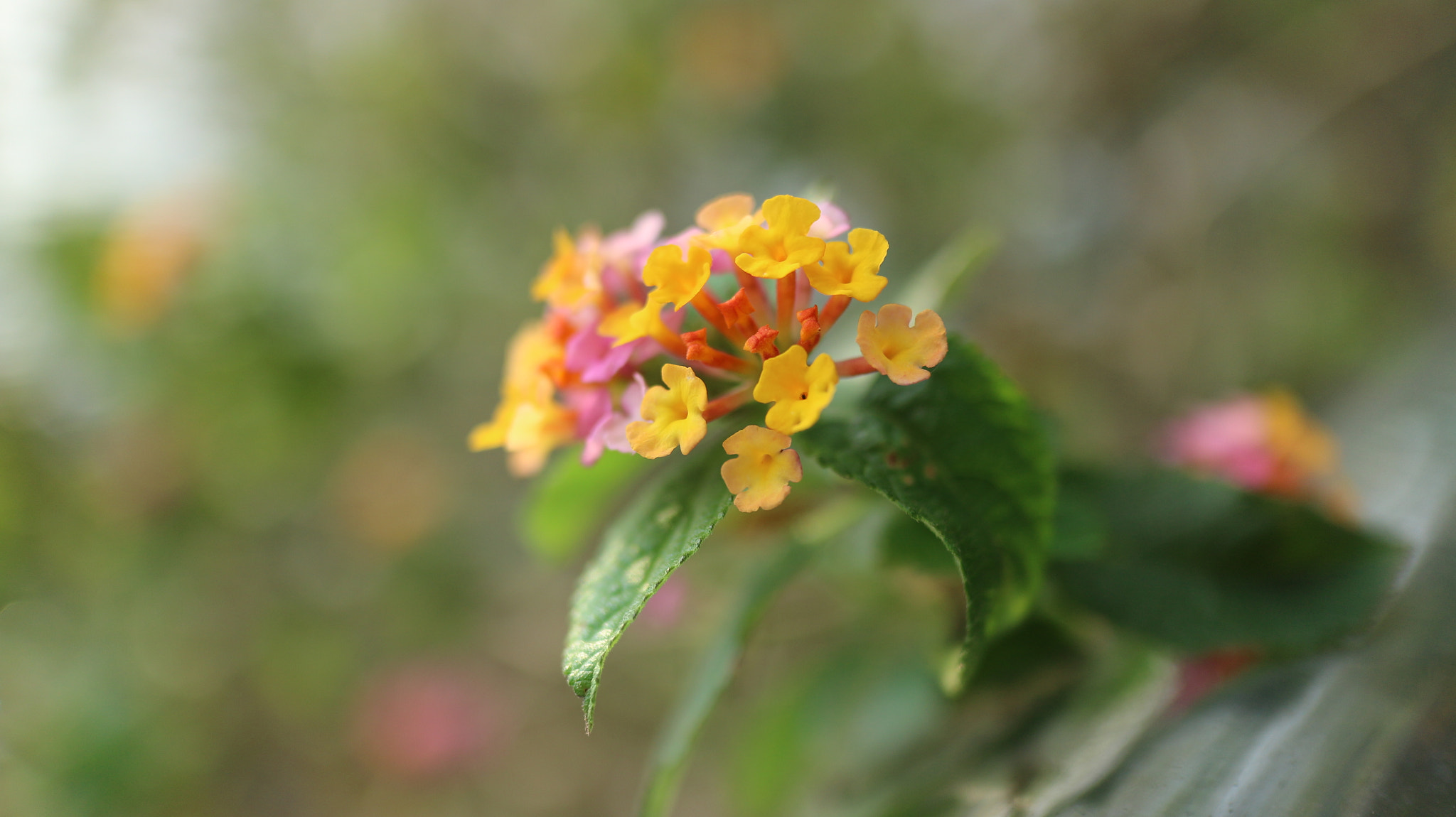 Canon EOS M10 + Canon EF-M 22mm F2 STM sample photo. Little colorful flowers photography