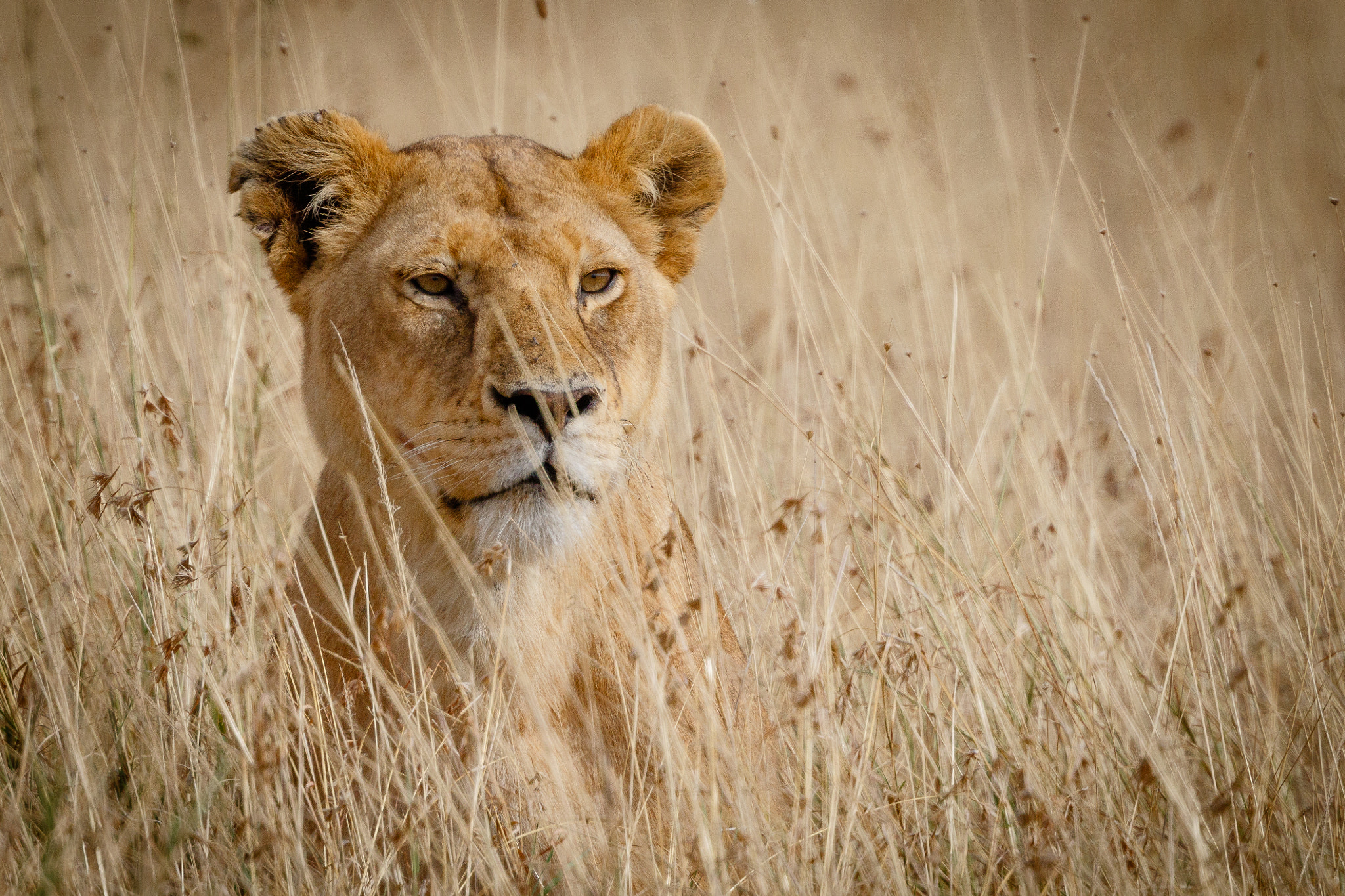 Canon EF 500mm F4L IS II USM sample photo. Big cat mama photography