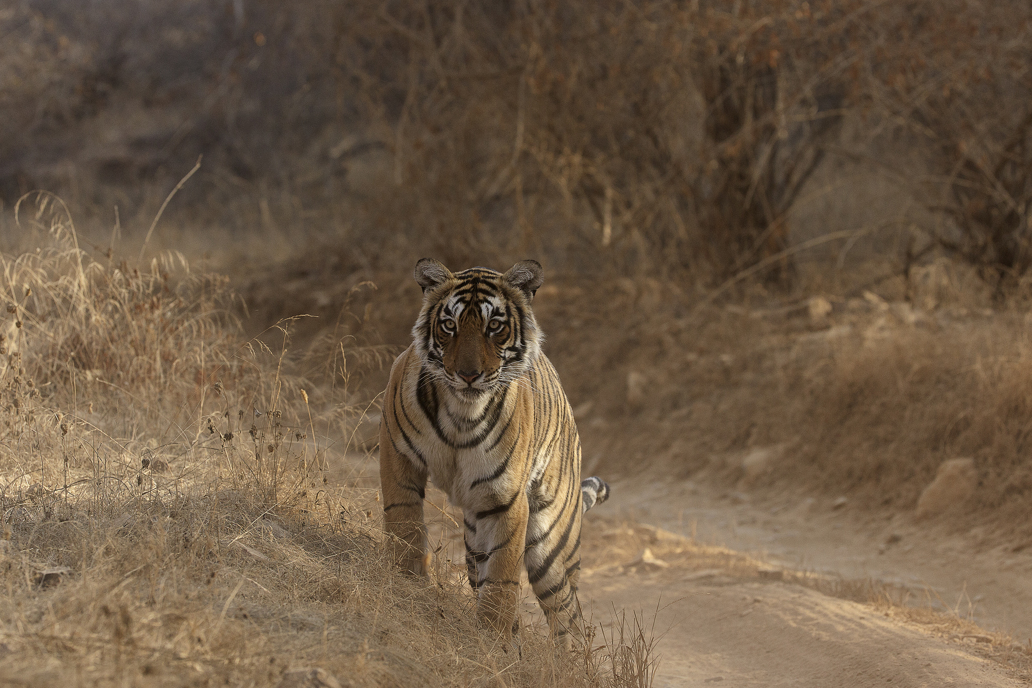 Canon EOS 5D Mark II + Canon EF 200-400mm F4L IS USM Extender 1.4x sample photo. Looks - to mesmerise photography