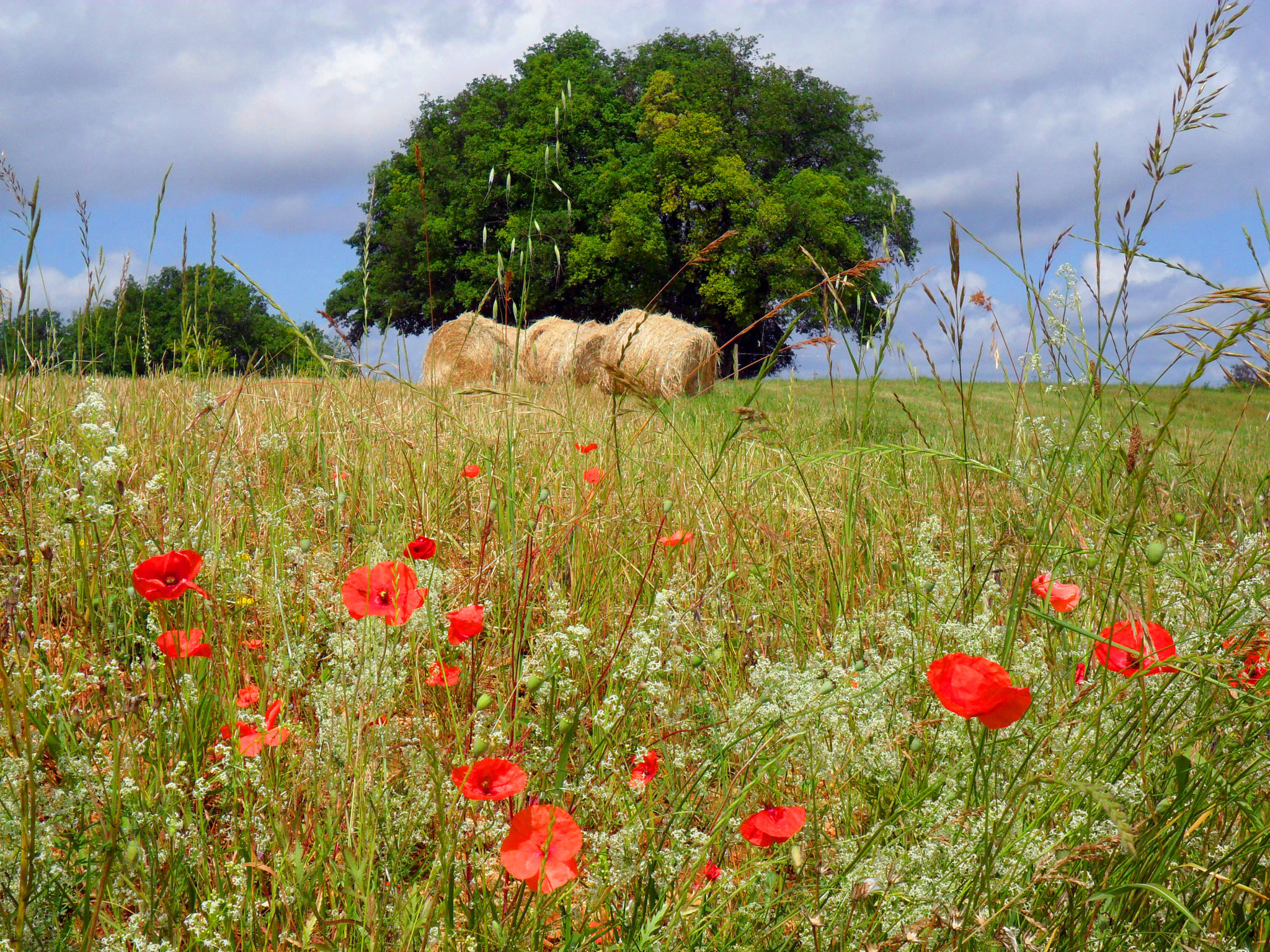 Samsung ES73 / VLUU ES73 /  SL605 sample photo. Poppies photography