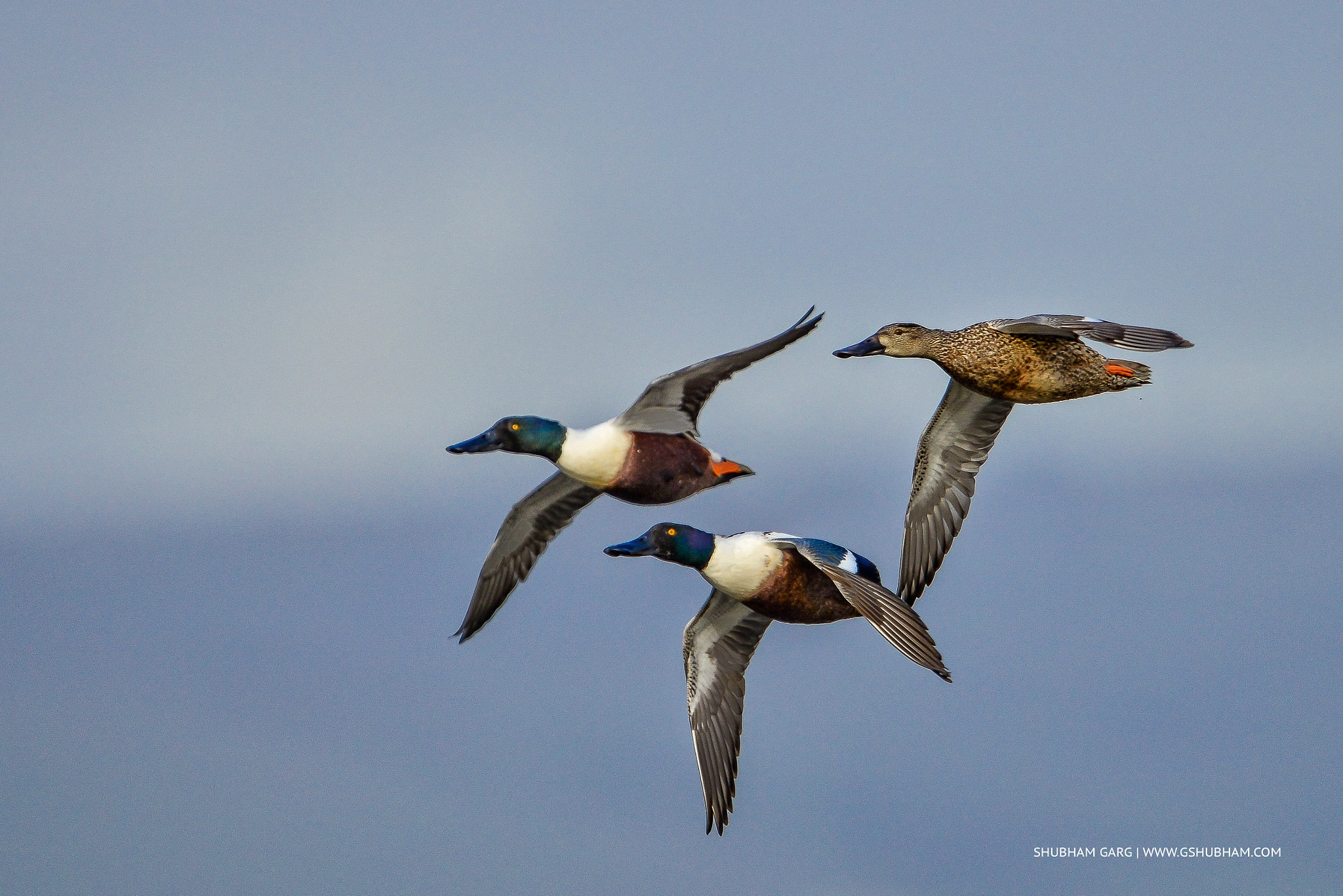 Nikon D800 + Nikon AF-S Nikkor 600mm F4G ED VR sample photo. On the fly! photography