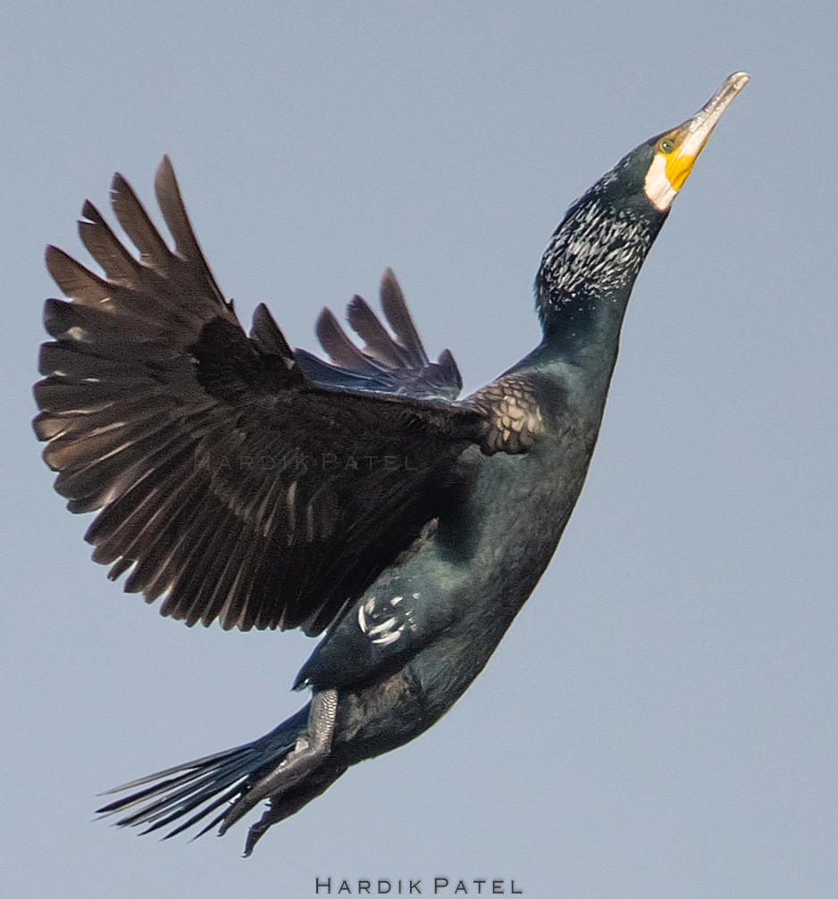 Nikon D4S sample photo. Great cormorant photography
