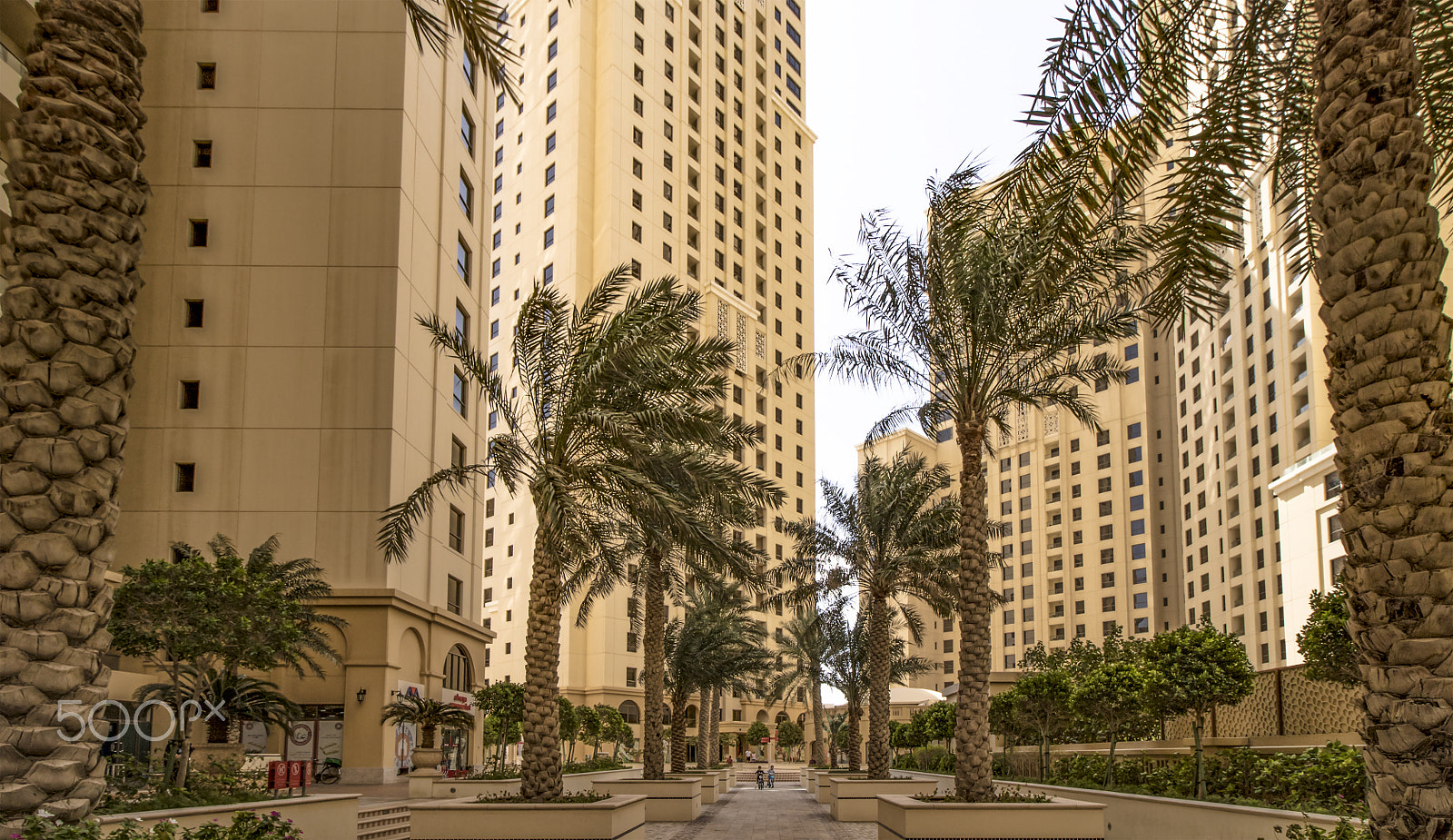 Canon EF-S 10-18mm F4.5–5.6 IS STM sample photo. Palm alley at the walk dubai photography
