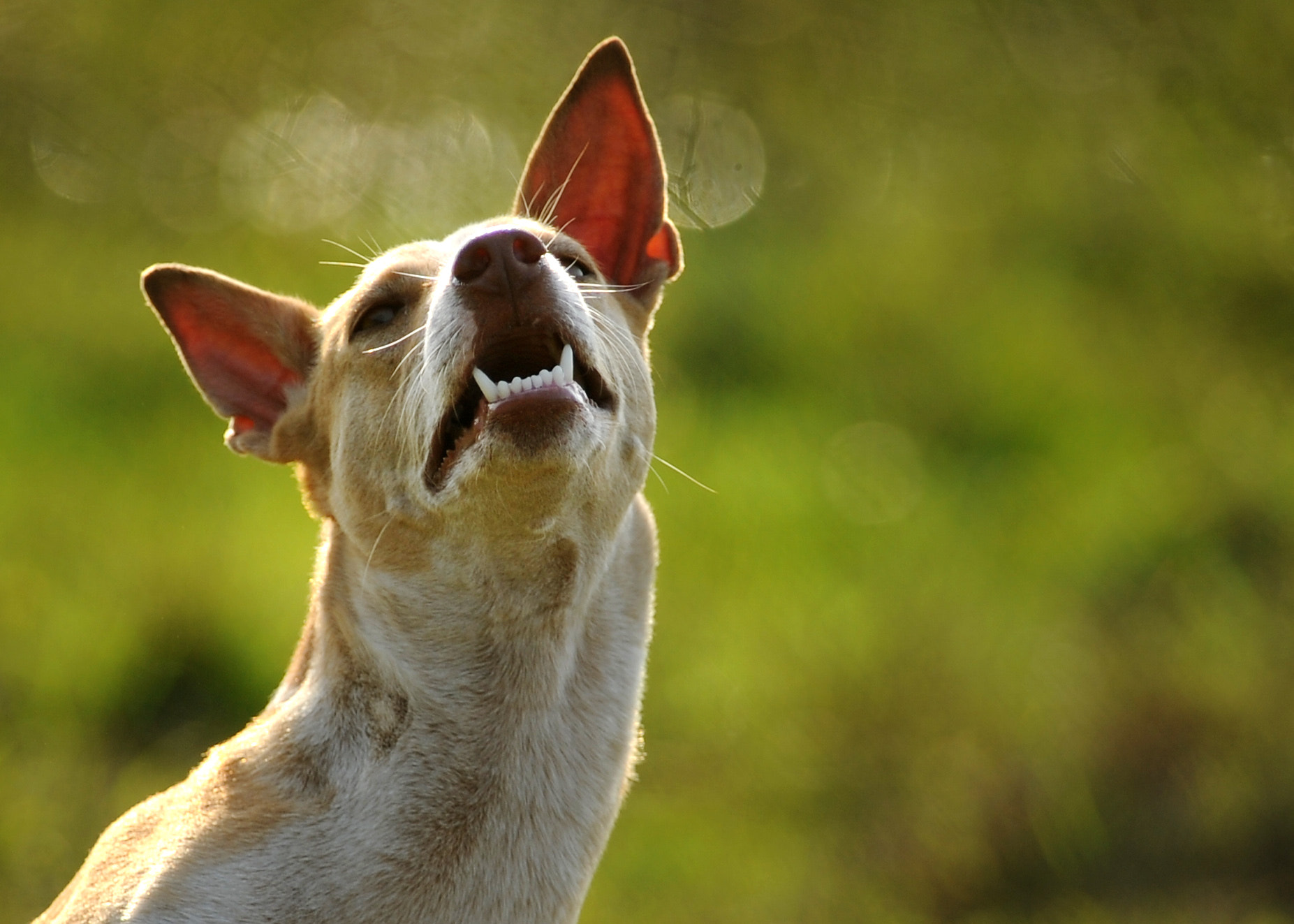 Tokina AT-X 304 AF (AF 300mm f/4.0) sample photo. Portrait of street dog photography