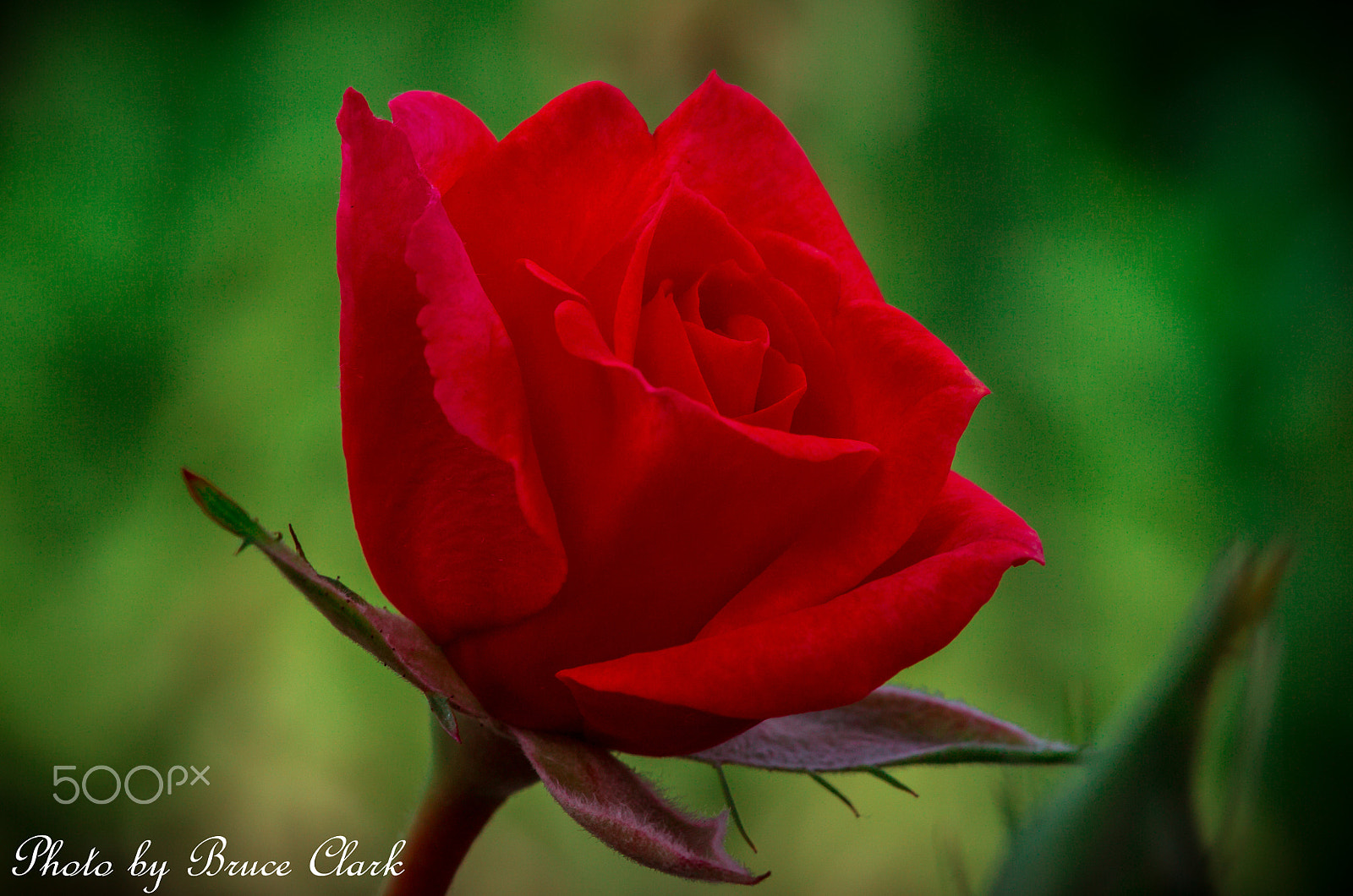 Pentax K-5 IIs + Sigma sample photo. Miniature red rose photography