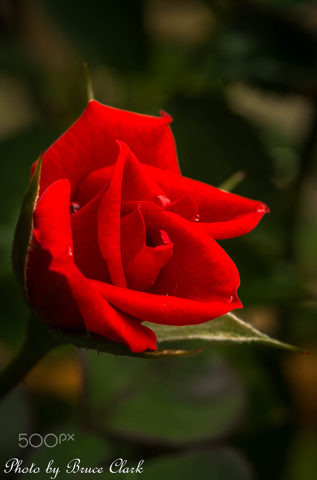 Pentax K-5 IIs + Sigma sample photo. Miniature red rose photography