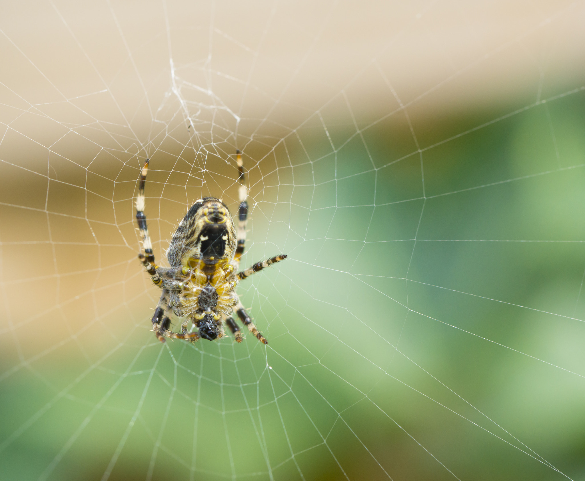 Sony SLT-A77 + Tamron Lens (255) sample photo. Cross spider photography