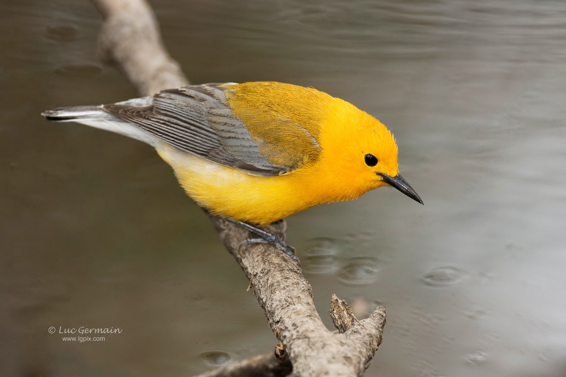 Canon EOS 40D + Canon EF 500mm F4L IS USM sample photo. Prothonotary warbler photography