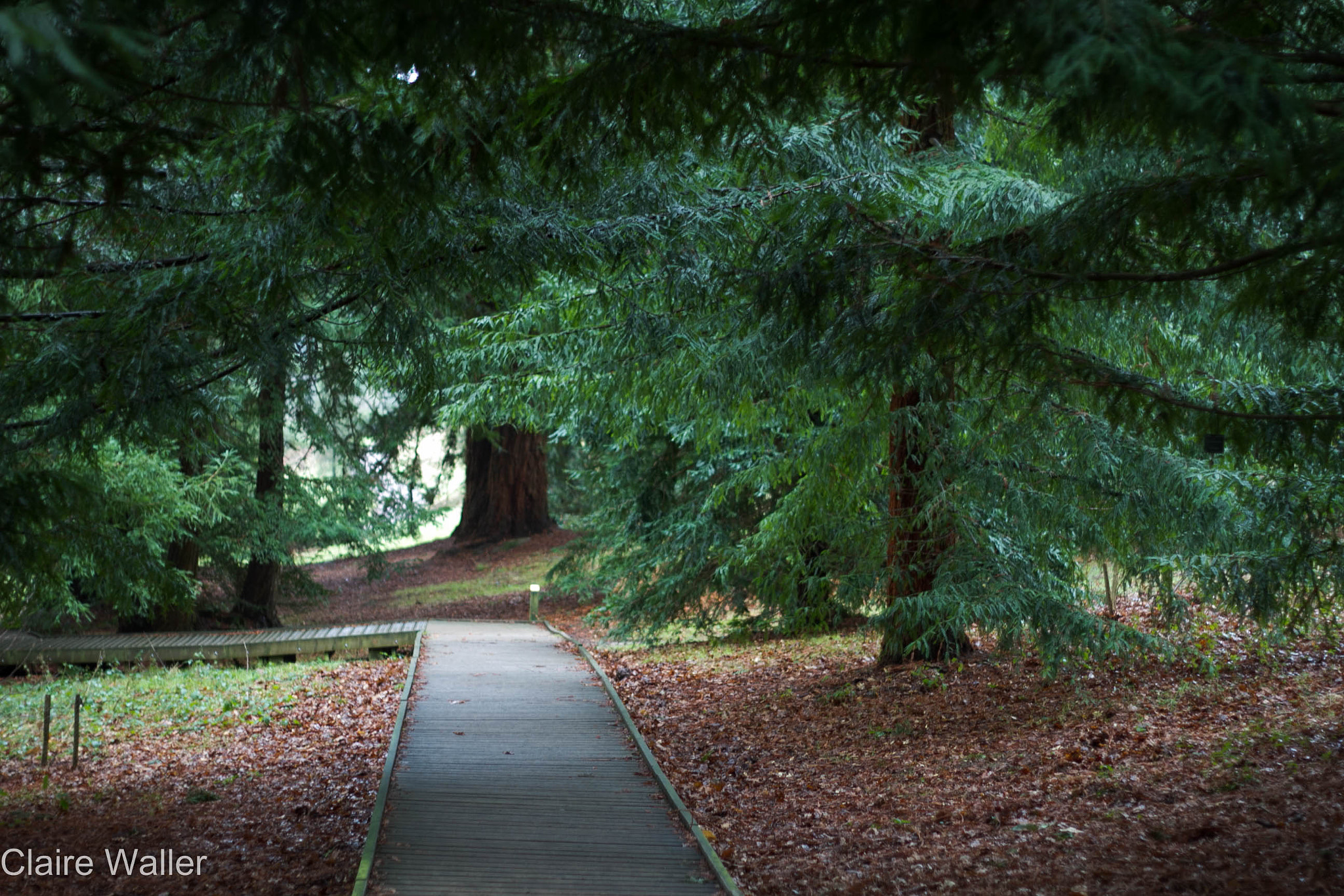 Canon EOS 7D + Canon EF 50mm f/1.8 sample photo. Woodland photography